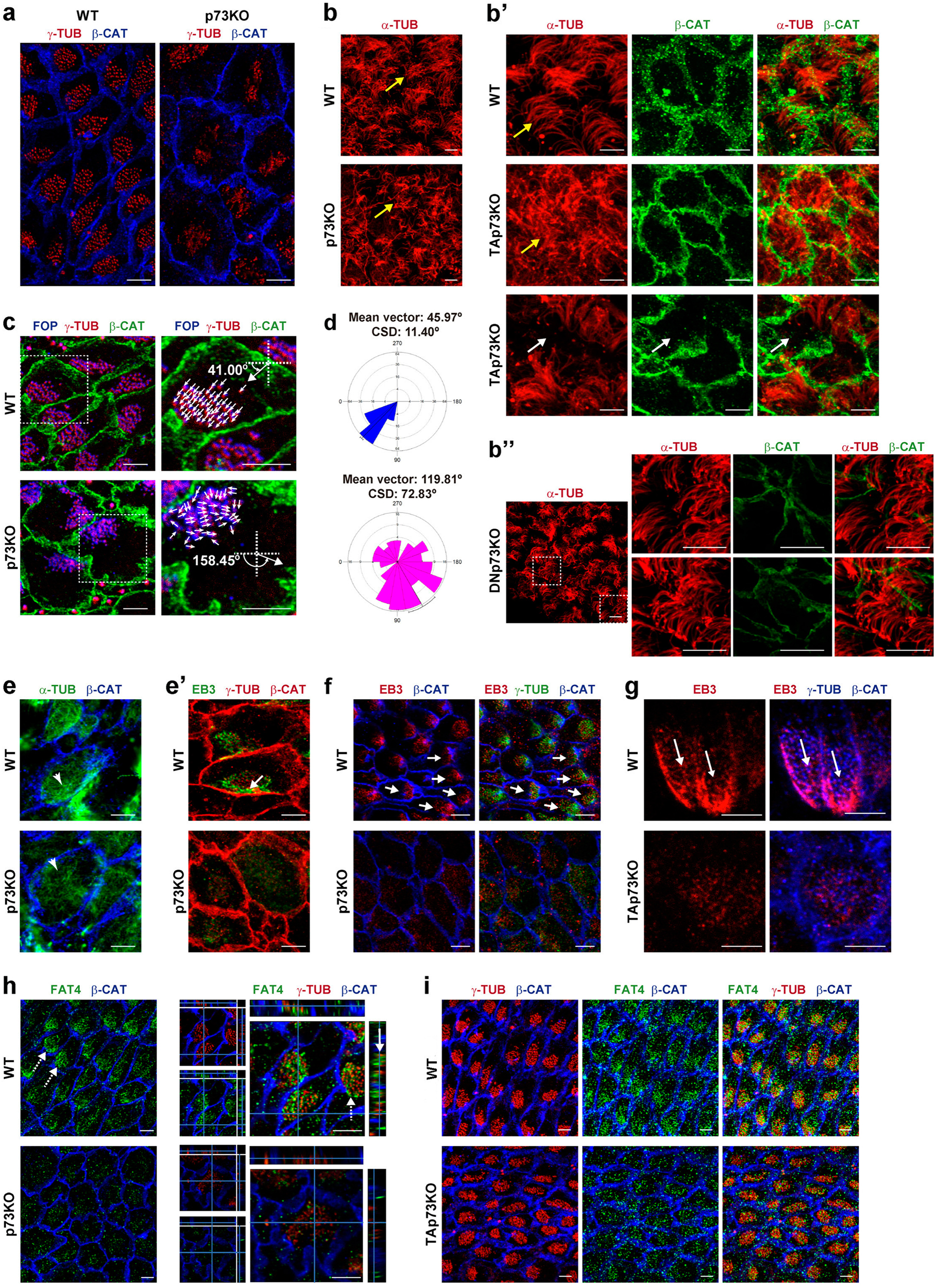 Fig. 4: TAp73 regulates cilia organization and polarized junctional MT assembly required for rPCP, and is essential for the subcellular arrangement of the microtubule organizing protein, Fat4.