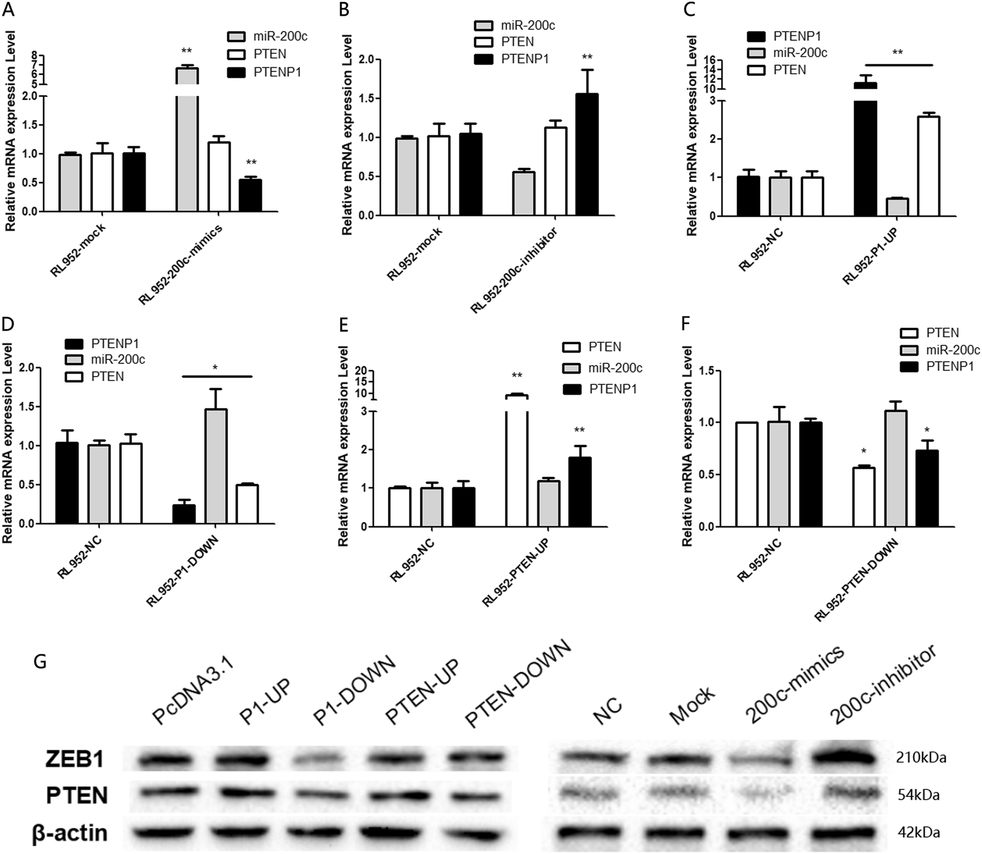 Fig. 2: The relationship between miR-200c, PTENP1, and PTEN in EEC cell lines.