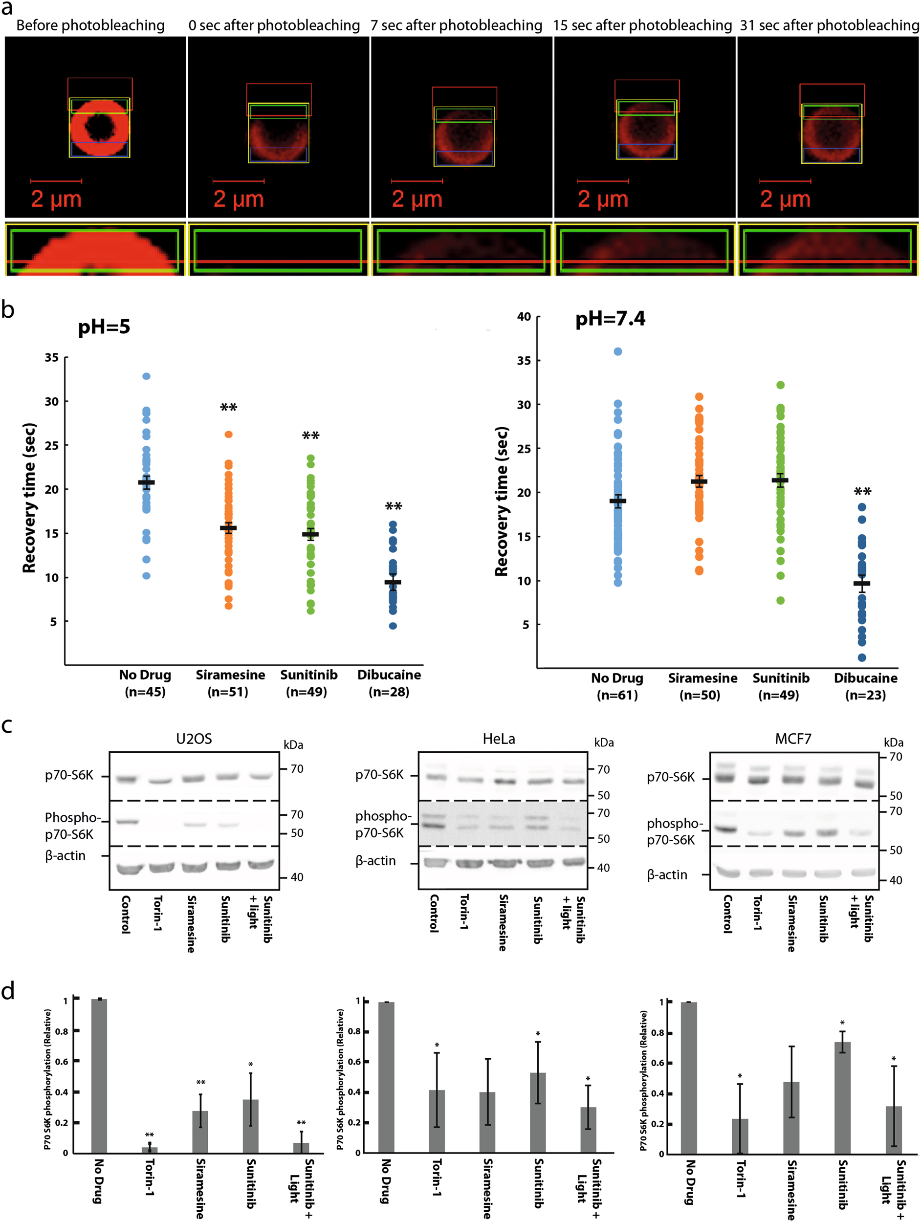 Lysosomotropic Drugs Activate Tfeb Via Lysosomal Membrane