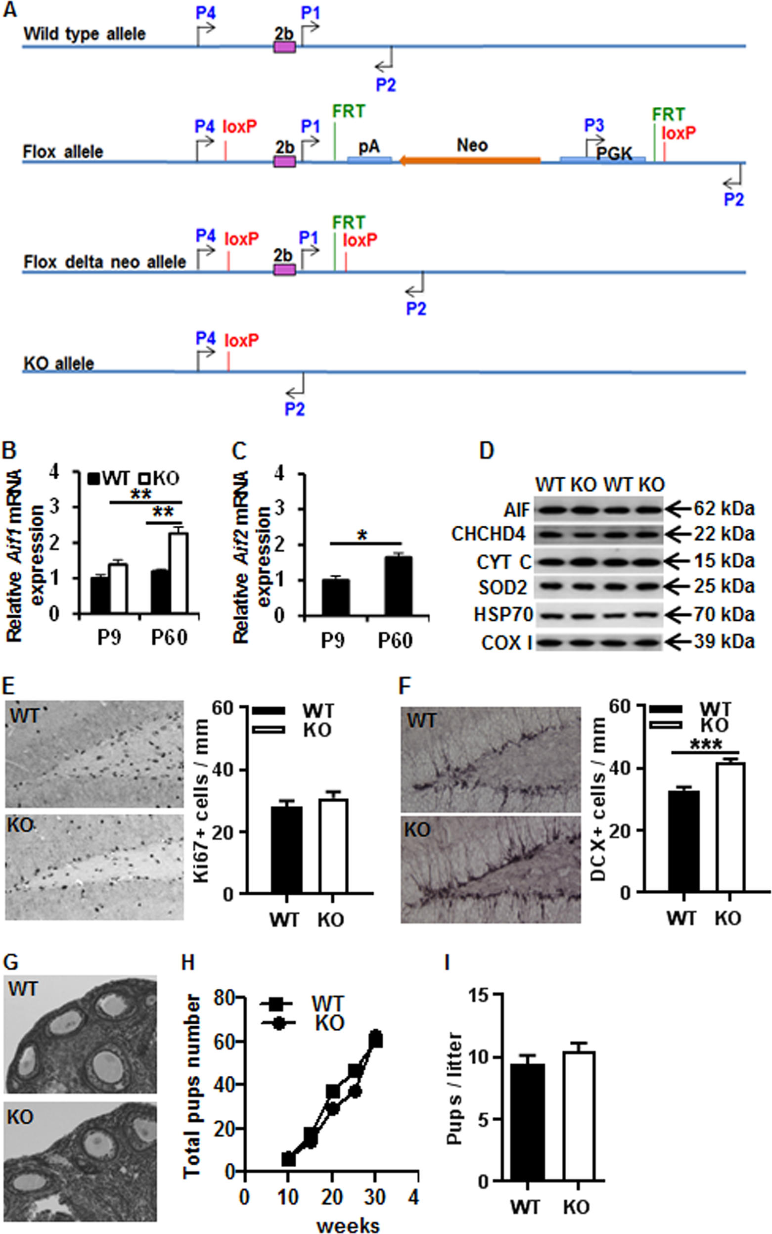 Fig. 1: Generation of conditional AIF2 KO mice.