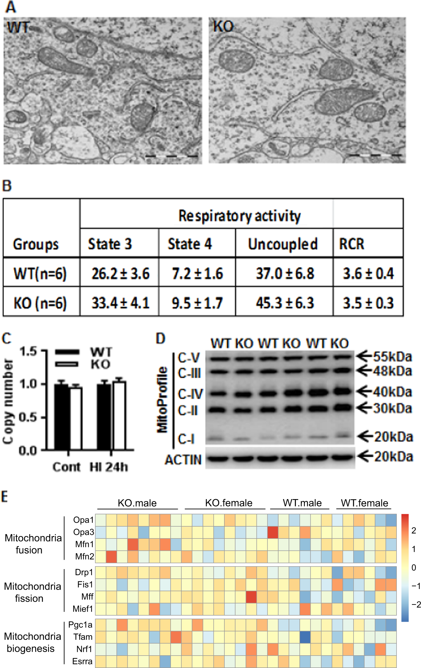 Fig. 4: AIF2 KO does not affect mitochondrial morphology or respiratory activity.