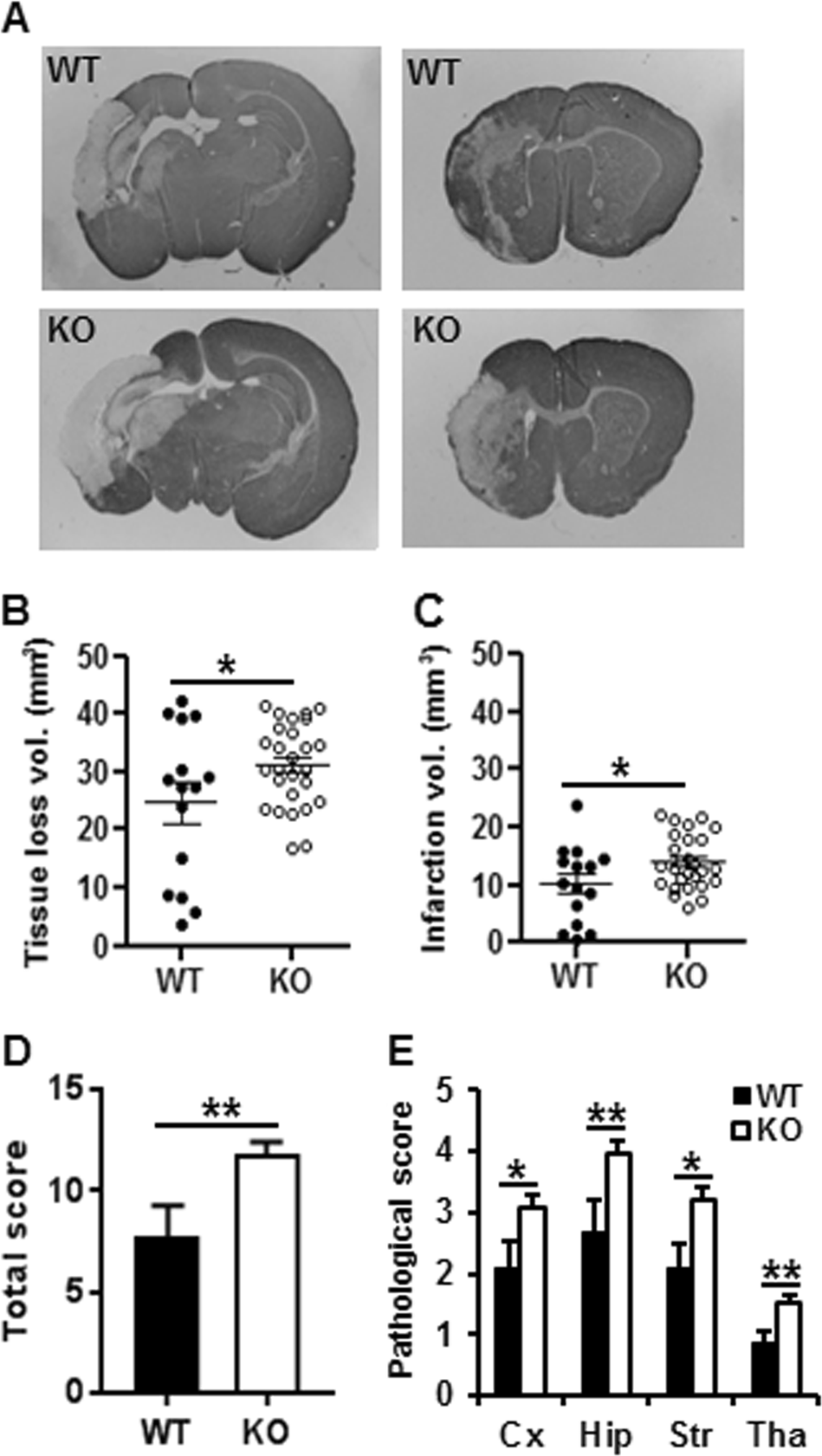 Fig. 5: Knockout of AIF2 increases brain injury in neonatal mice after HI.