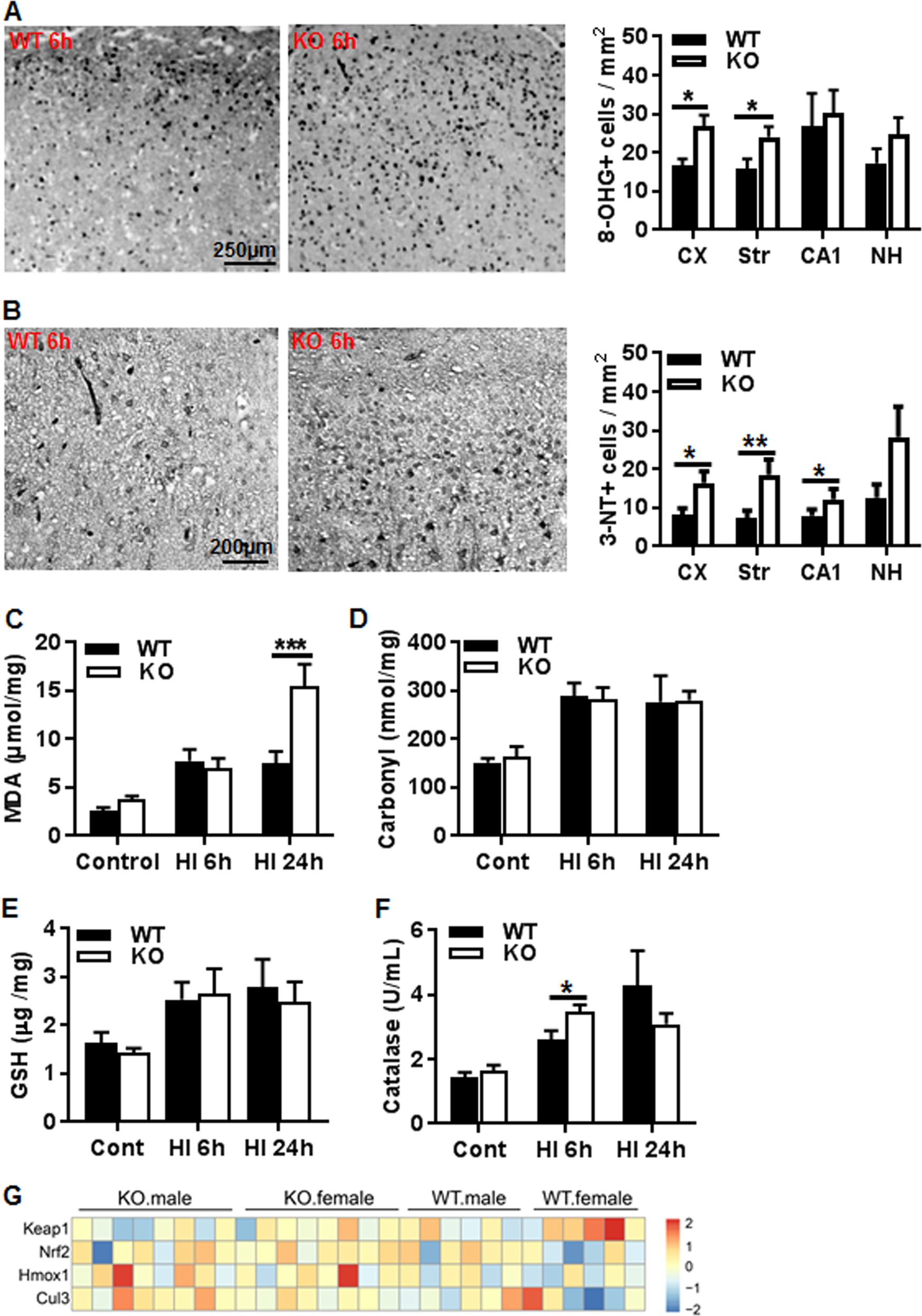 Fig. 7: AIF2 KO induces oxidative stress.