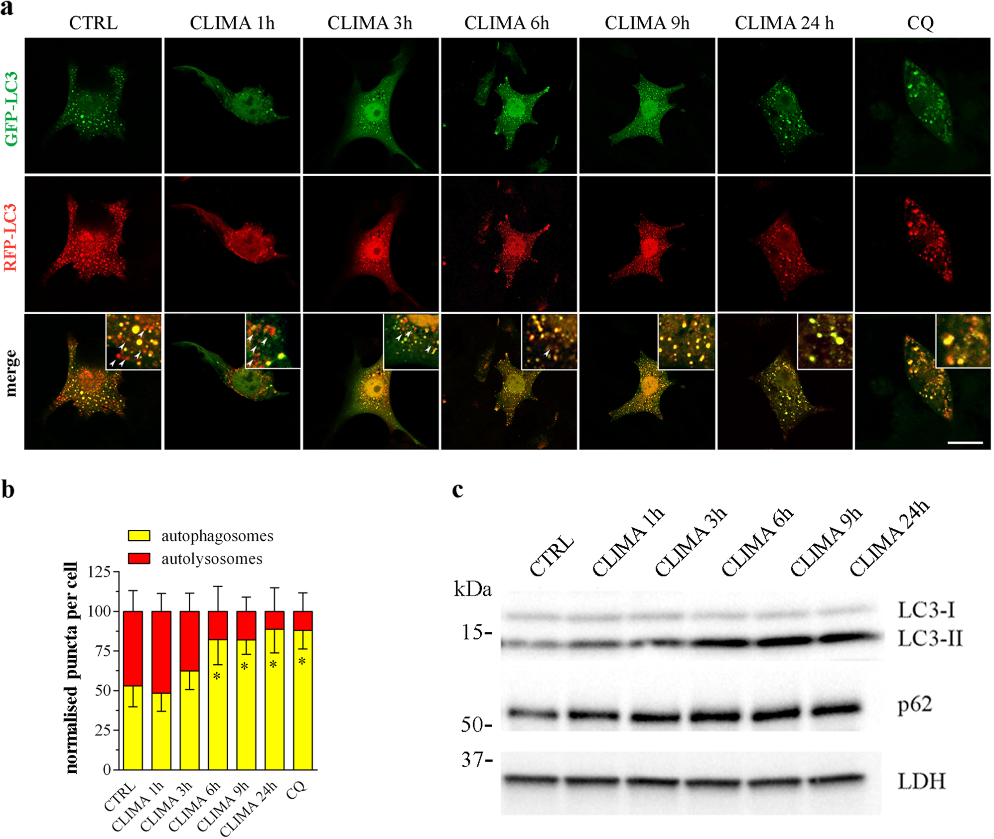 Fig. 4: Climacostol impairs autophagic flux.