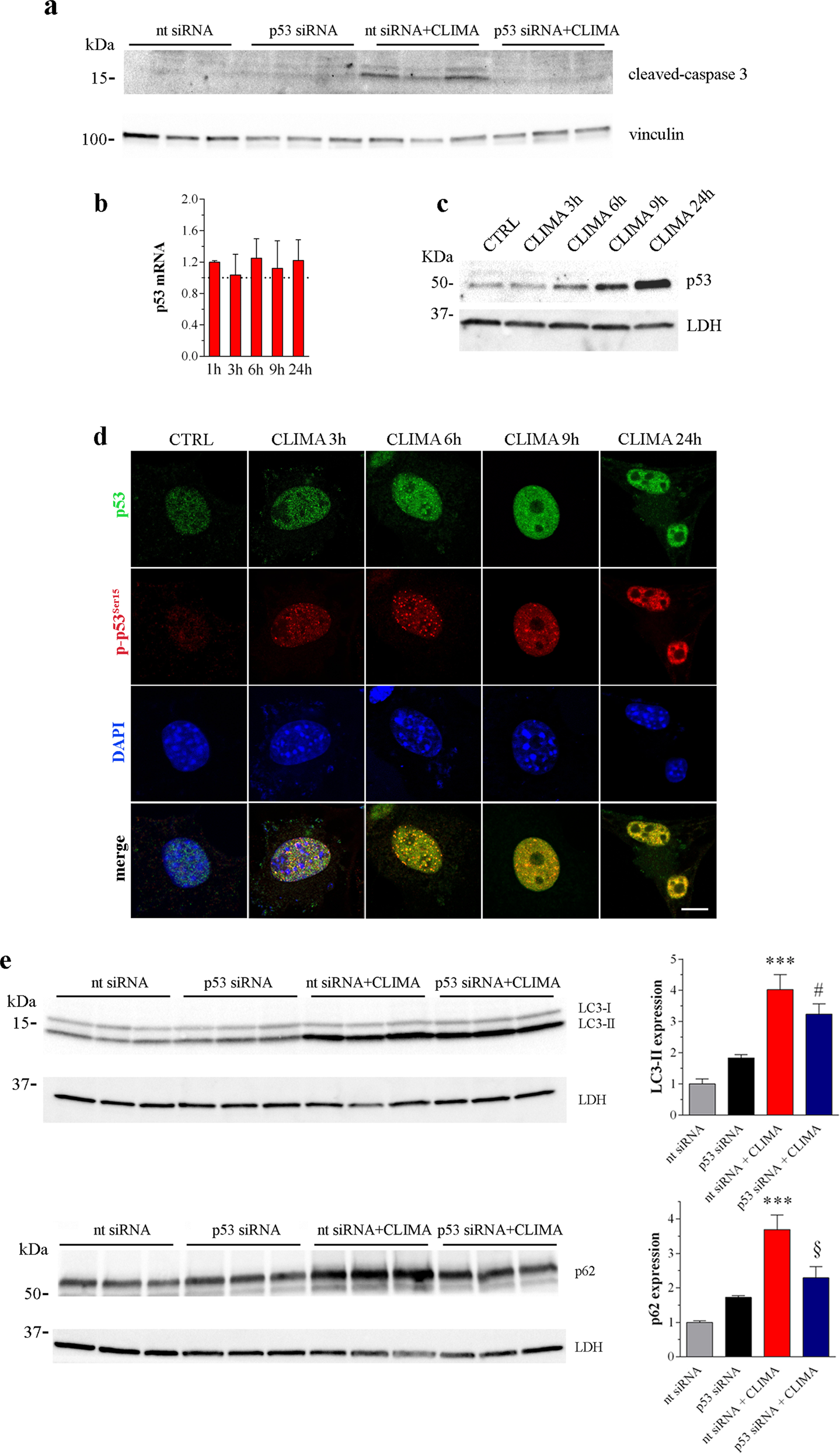 Fig. 6: p53 is involved in the climacostol regulation of autophagy.
