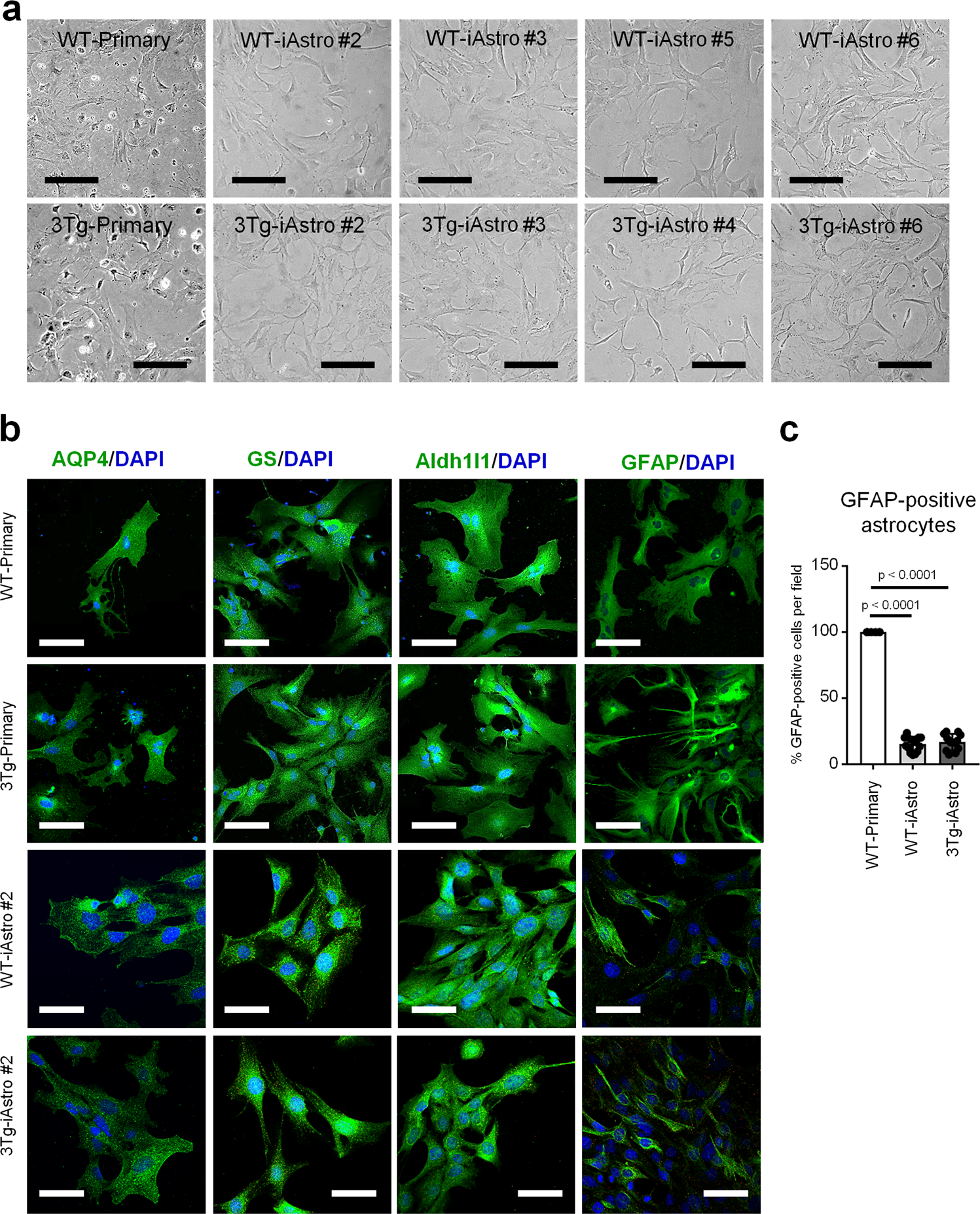 Gene expression, proteome and calcium signaling alterations in immortalized  hippocampal astrocytes from an Alzheimer's disease mouse model | Cell Death  & Disease