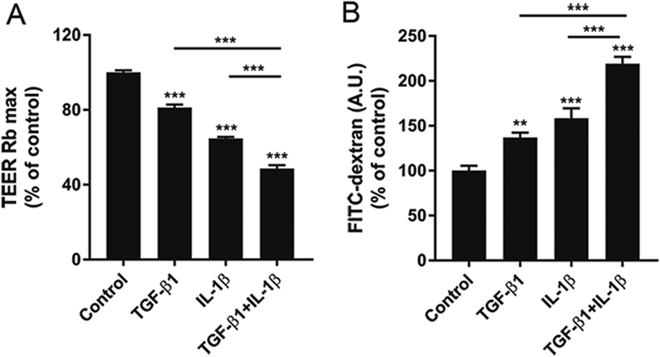 Fig. 1: TGF-β1 and IL-1β induce human BECs dysfunction.