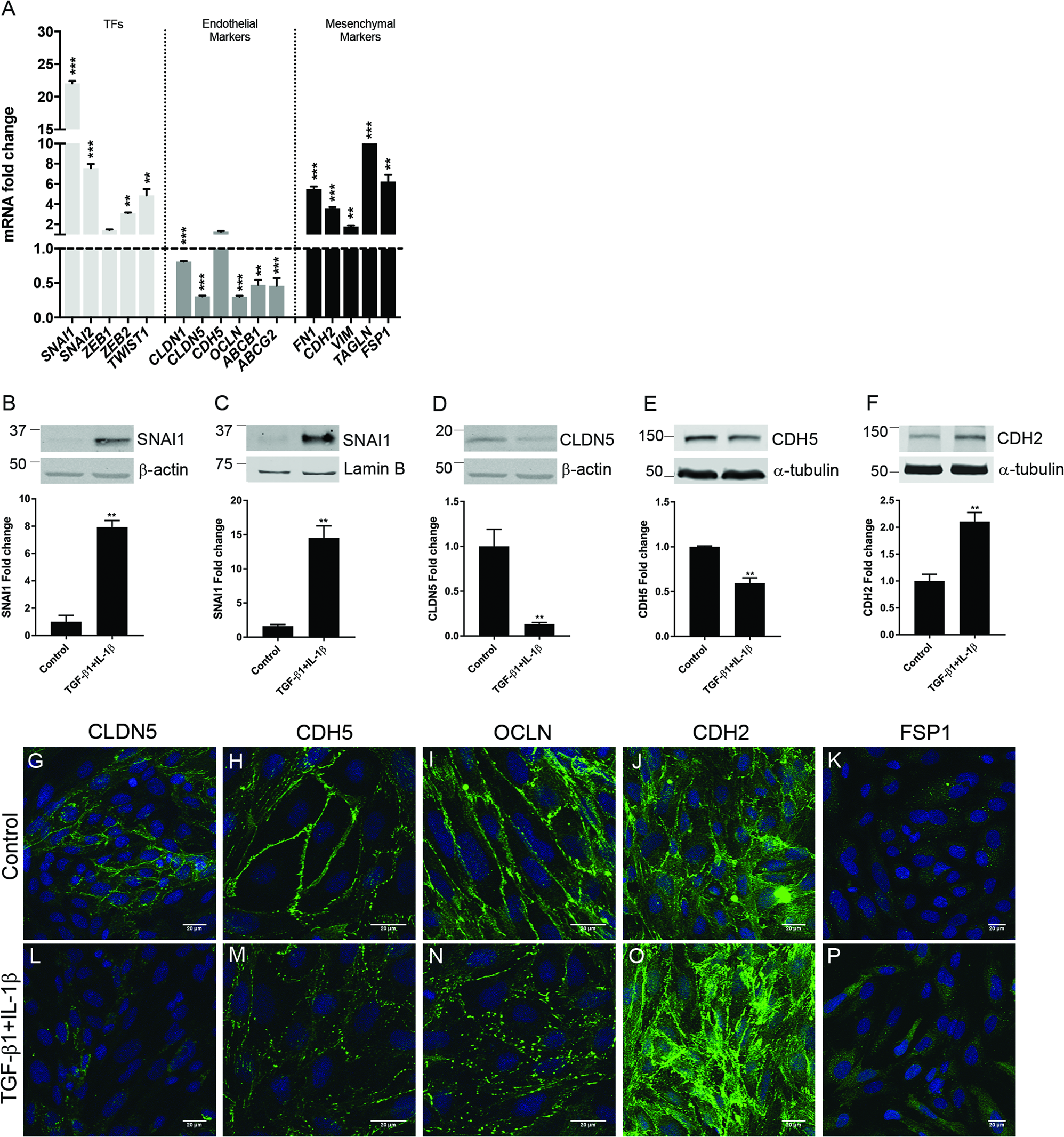 Fig. 2: Inflammation induces EndoMT in BECs.