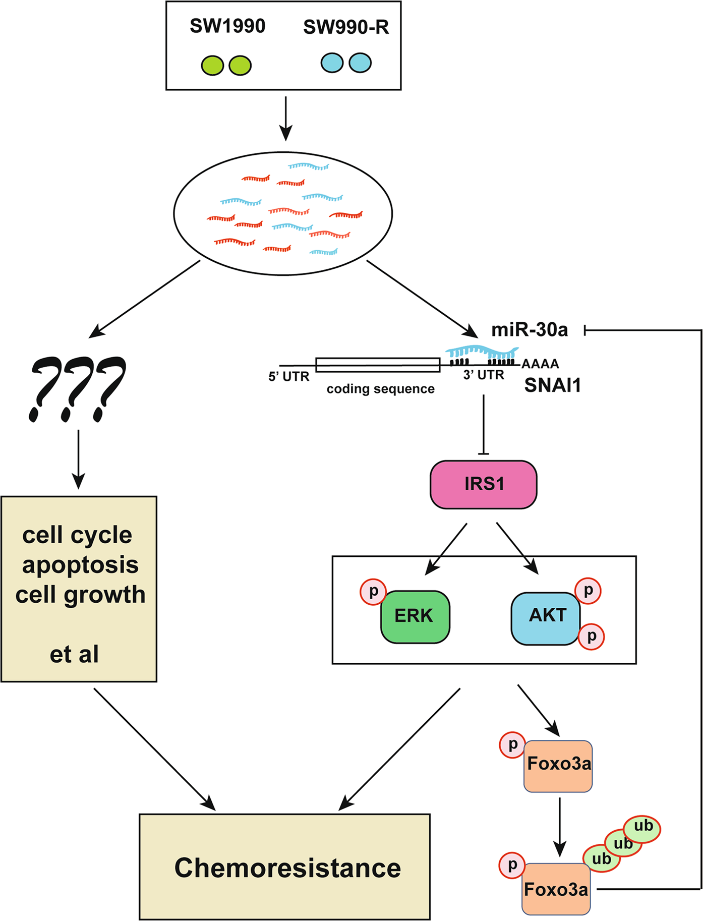 Fig. 7: Working model of miRNAs functions in chemoresistance.