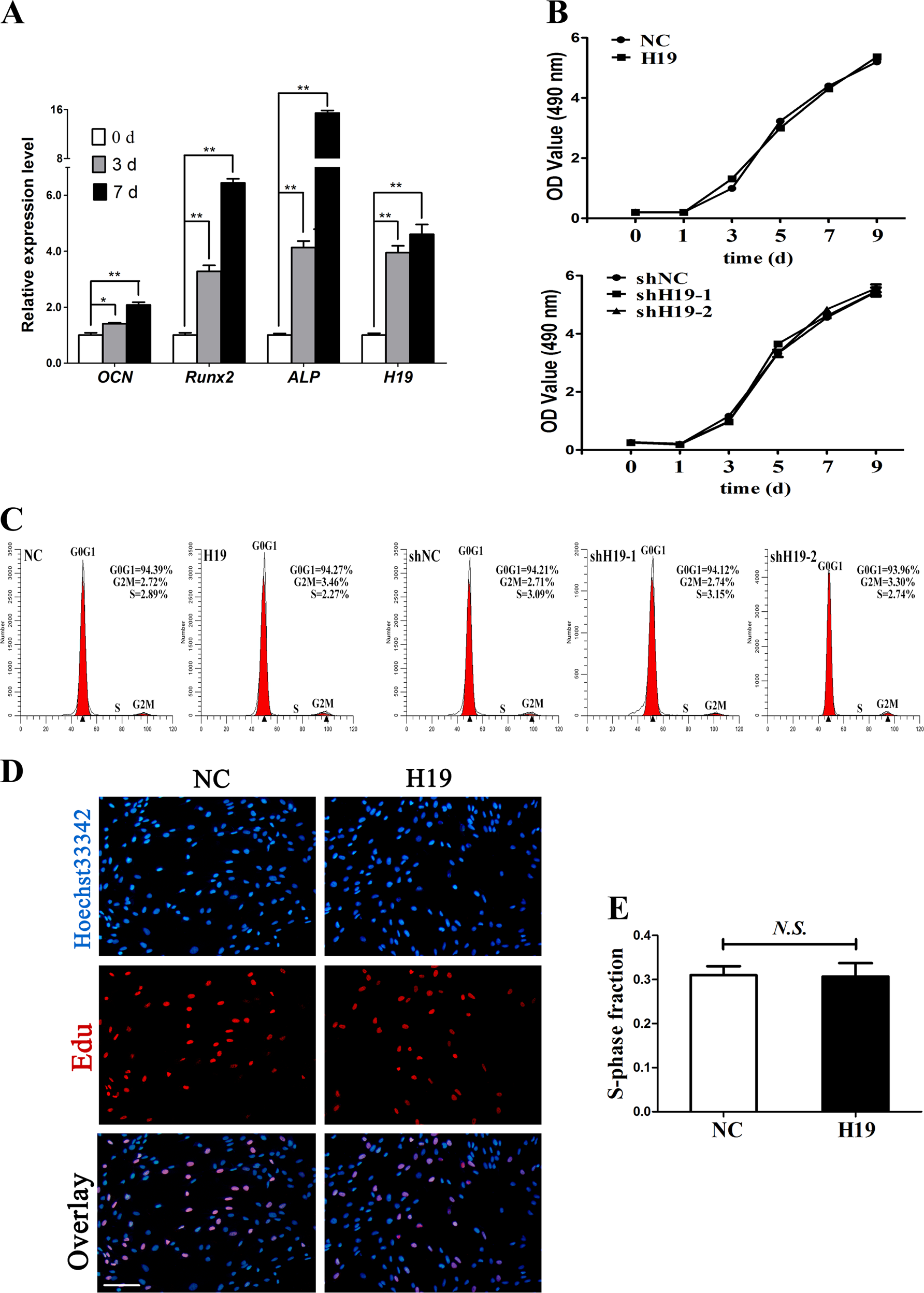 LncRNA H19 promotes the committed differentiation of stem cells from apical  papilla via miR-141/SPAG9 pathway | Cell Death & Disease