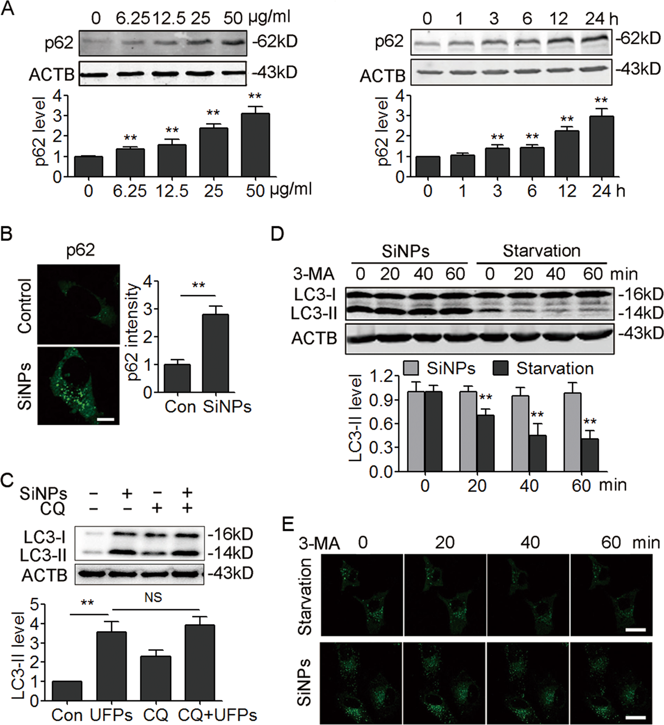 Fig. 4: SiNPs inhibit autophagic degradation.