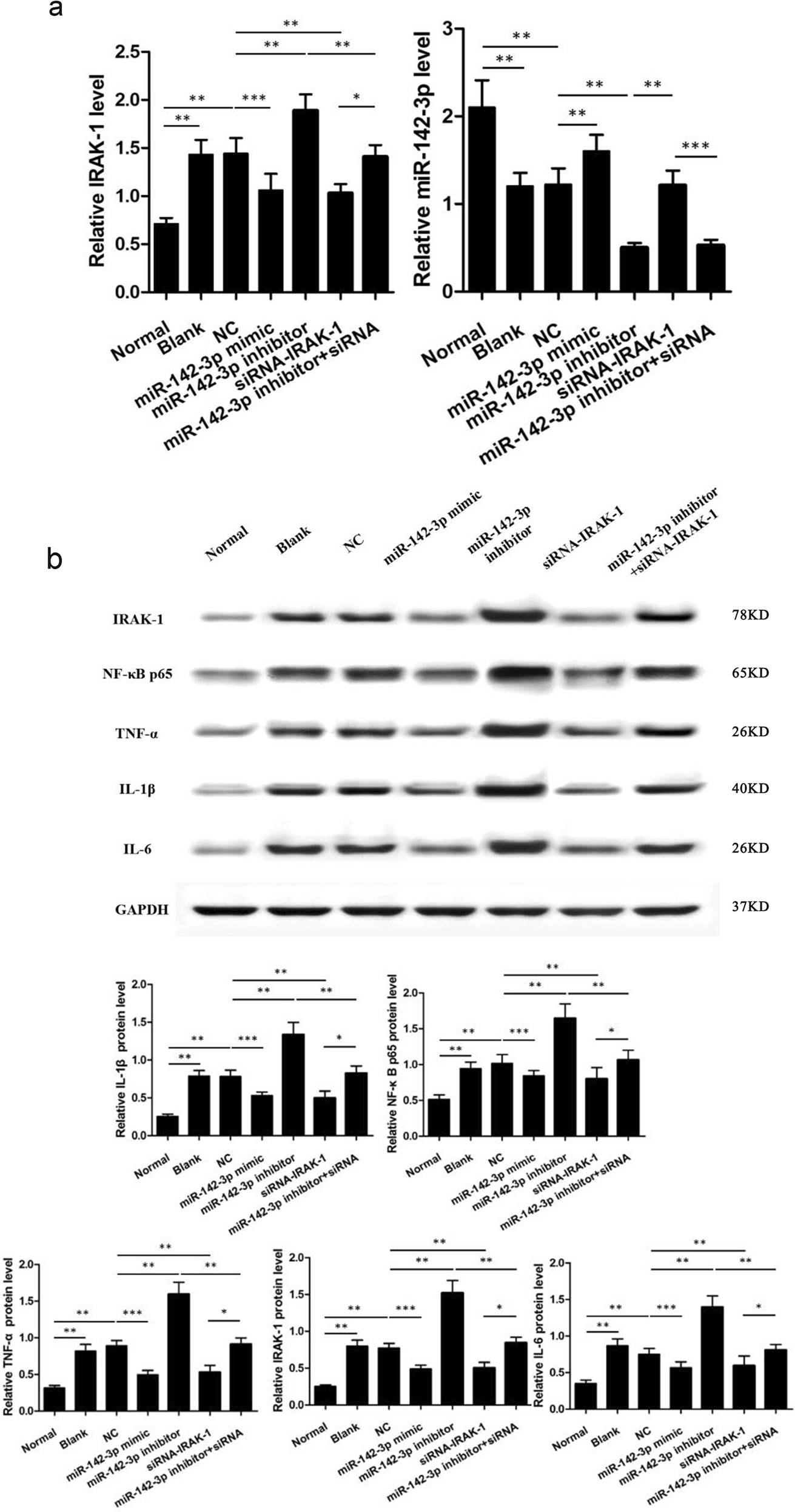 Fig. 5: IRAK-1 mediates the effects of miR-142-3p on inflammation of cardiomyocytes.