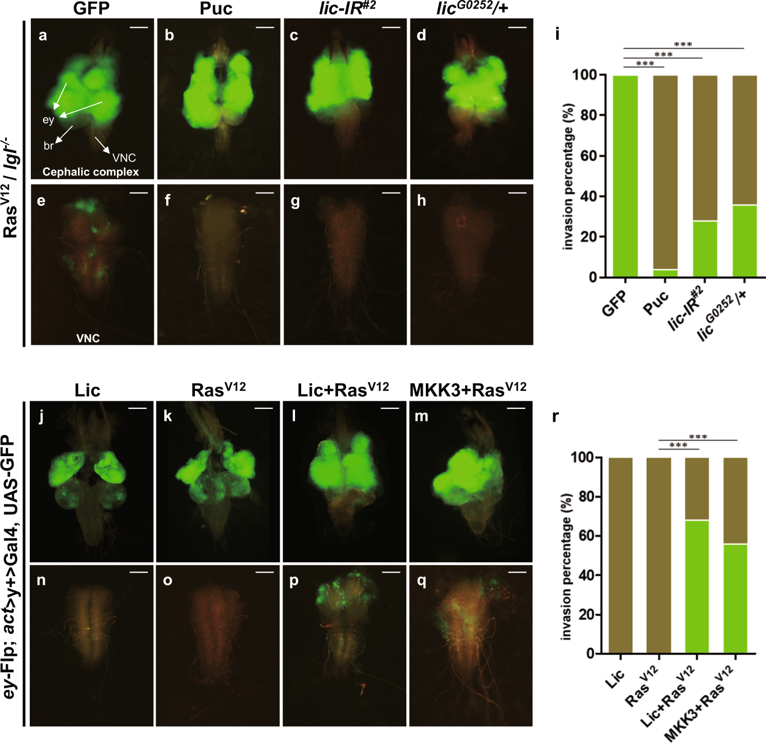 Fig. 4: Lic is essential for oncogenic cooperation induced tumor growth and invasion.