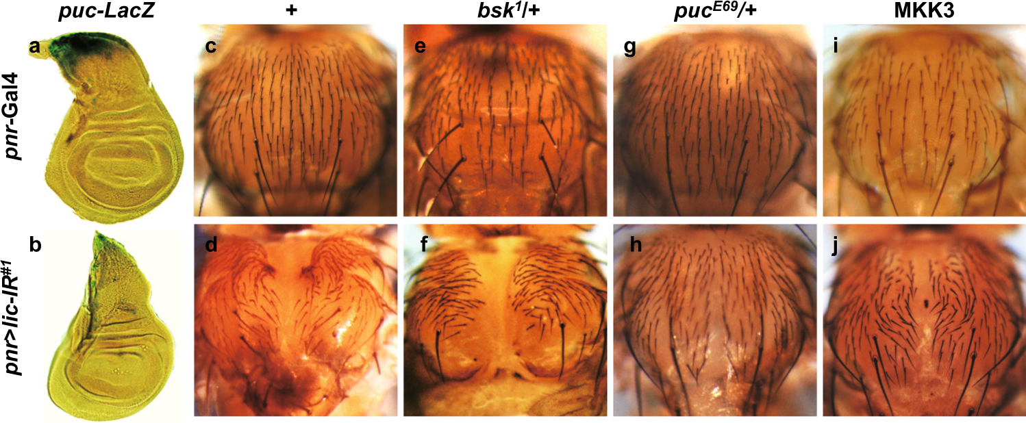 Fig. 6: Lic regulates physiological JNK-mediated thorax closure.