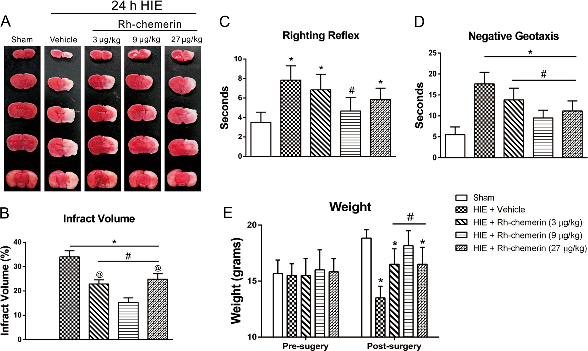 Fig. 2: Human recombinant chemerin (rh-chemerin) treatment improved short-term neurological deficits and reduced infarct area at 24 h after hypoxic–ischemic encephalopathy (HIE).