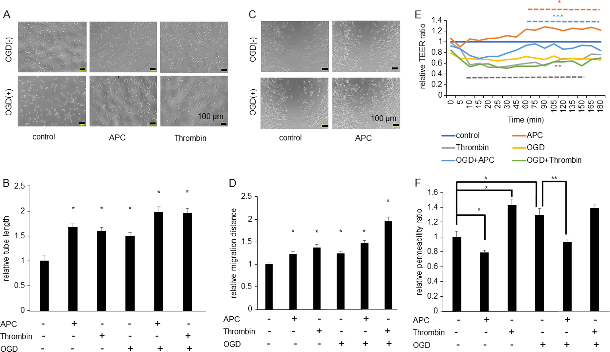 Fig. 1: APC enhances tube-like capillary formation, migration, and transepithelial electrical resistance (TEER) and APC reduces permeability.
