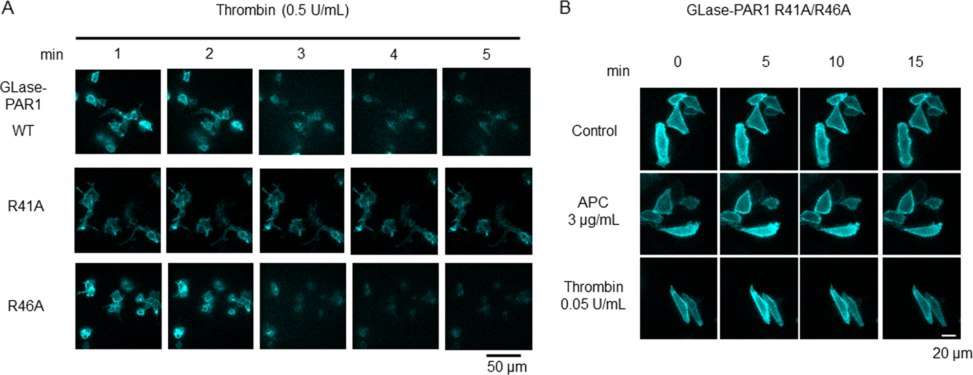 Fig. 5: Quantitative bioluminescence analyses of PAR-1 cleavage activities by APC and thrombin in living cells using GLase-PAR1 mutant cells.