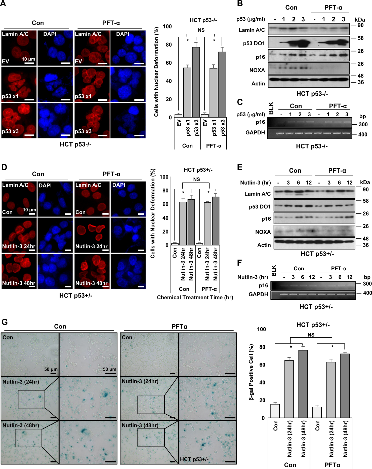 Fig. 3: Transcription activity of p53 is dispensable for nuclear deformation.