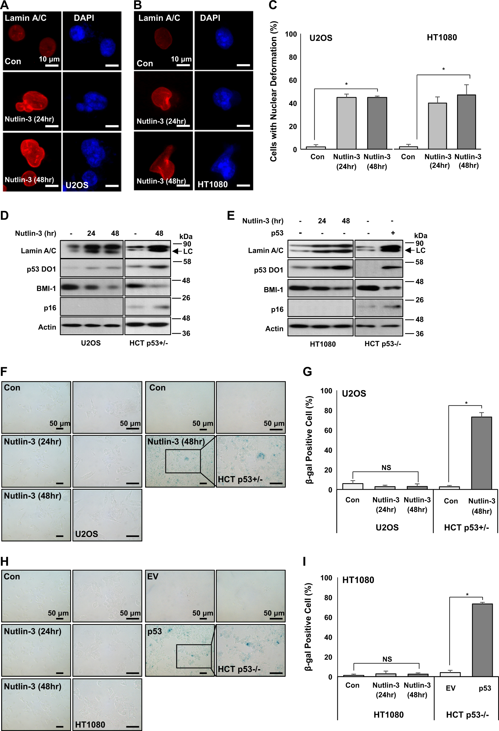 Fig. 4: p53-induced senescence via Lamin A relies on p16 expression.