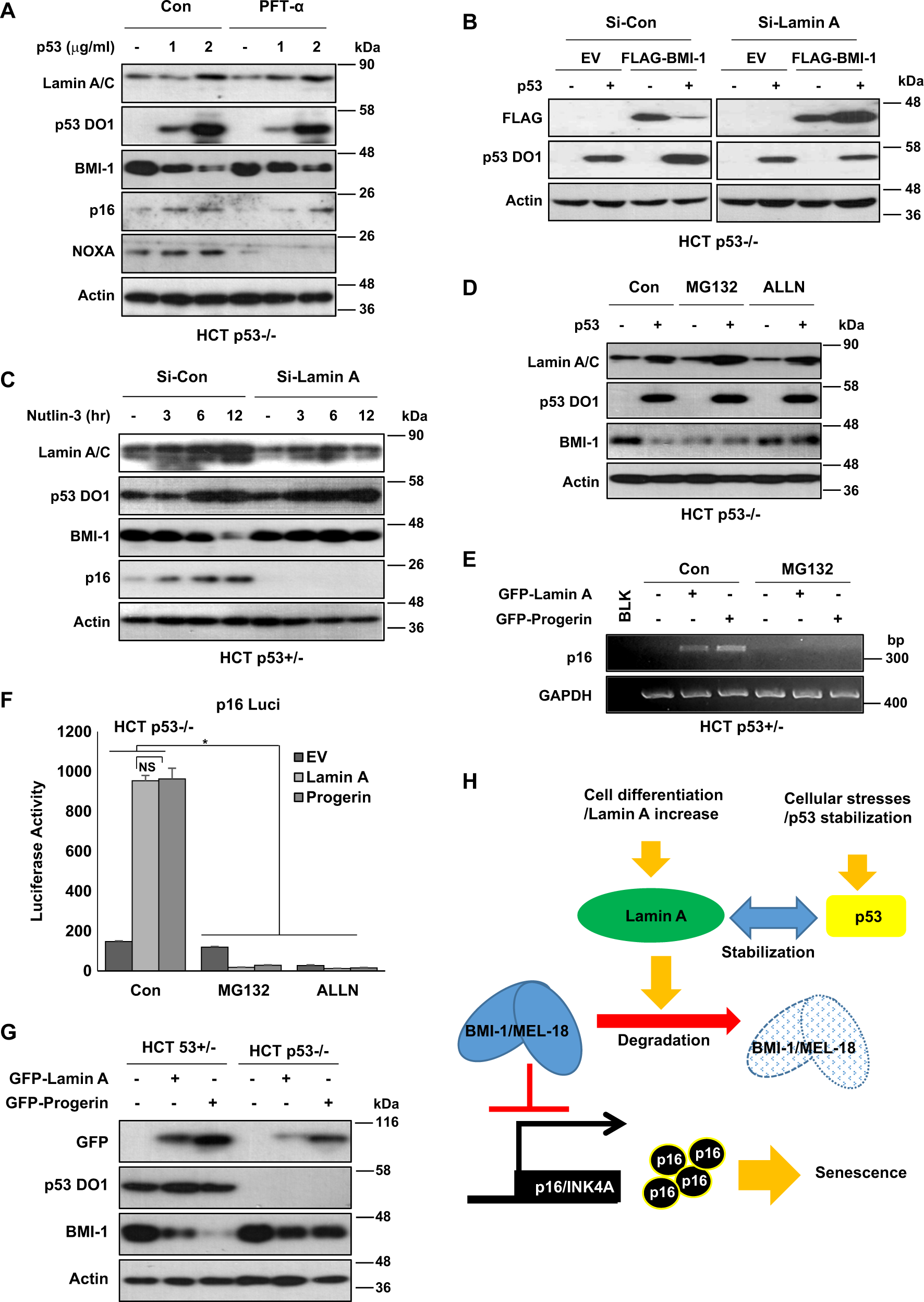 Fig. 7: Lamin A/p53 suppresses MEL-18 and BMI-1.