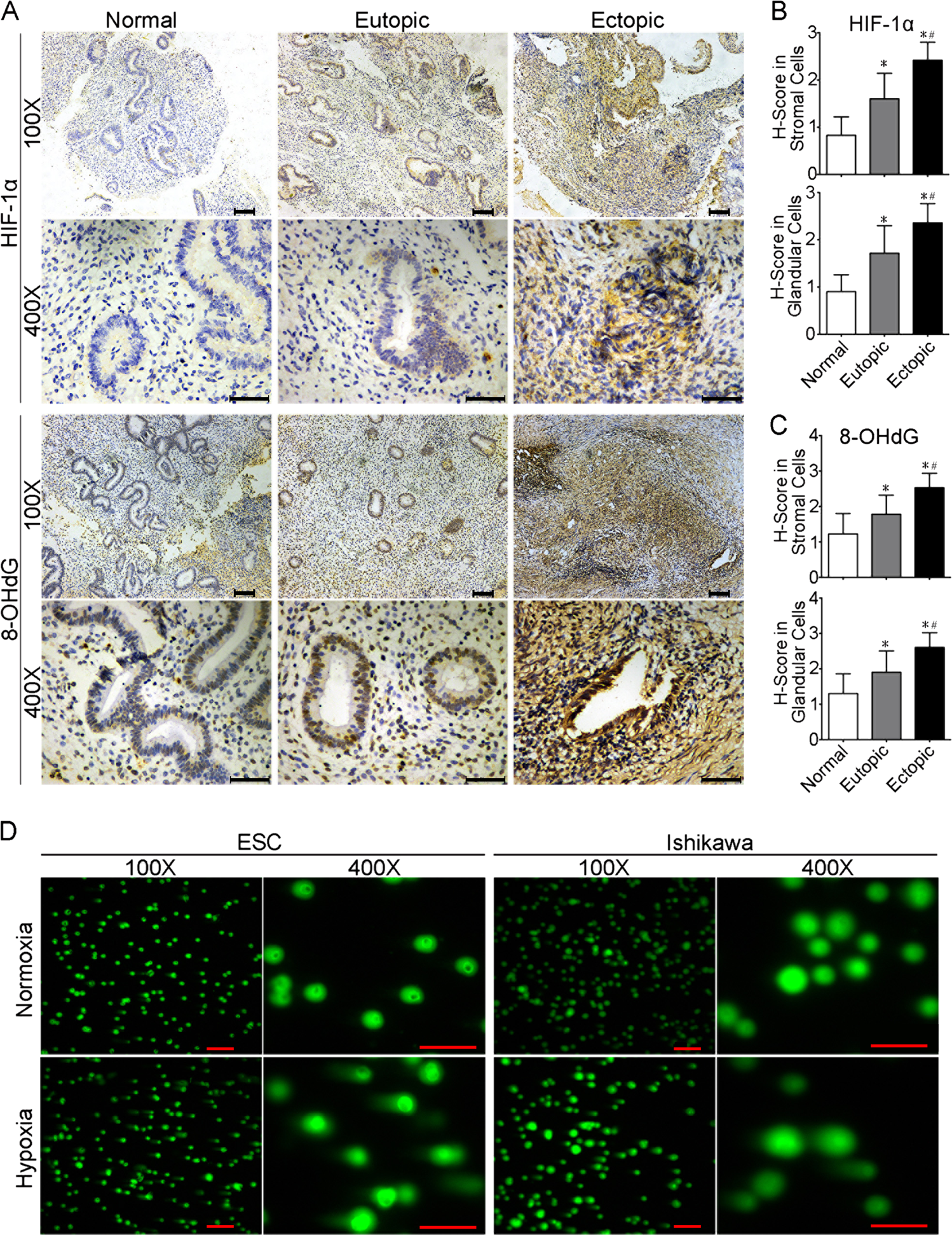 MiR-210-3p protects endometriotic cells