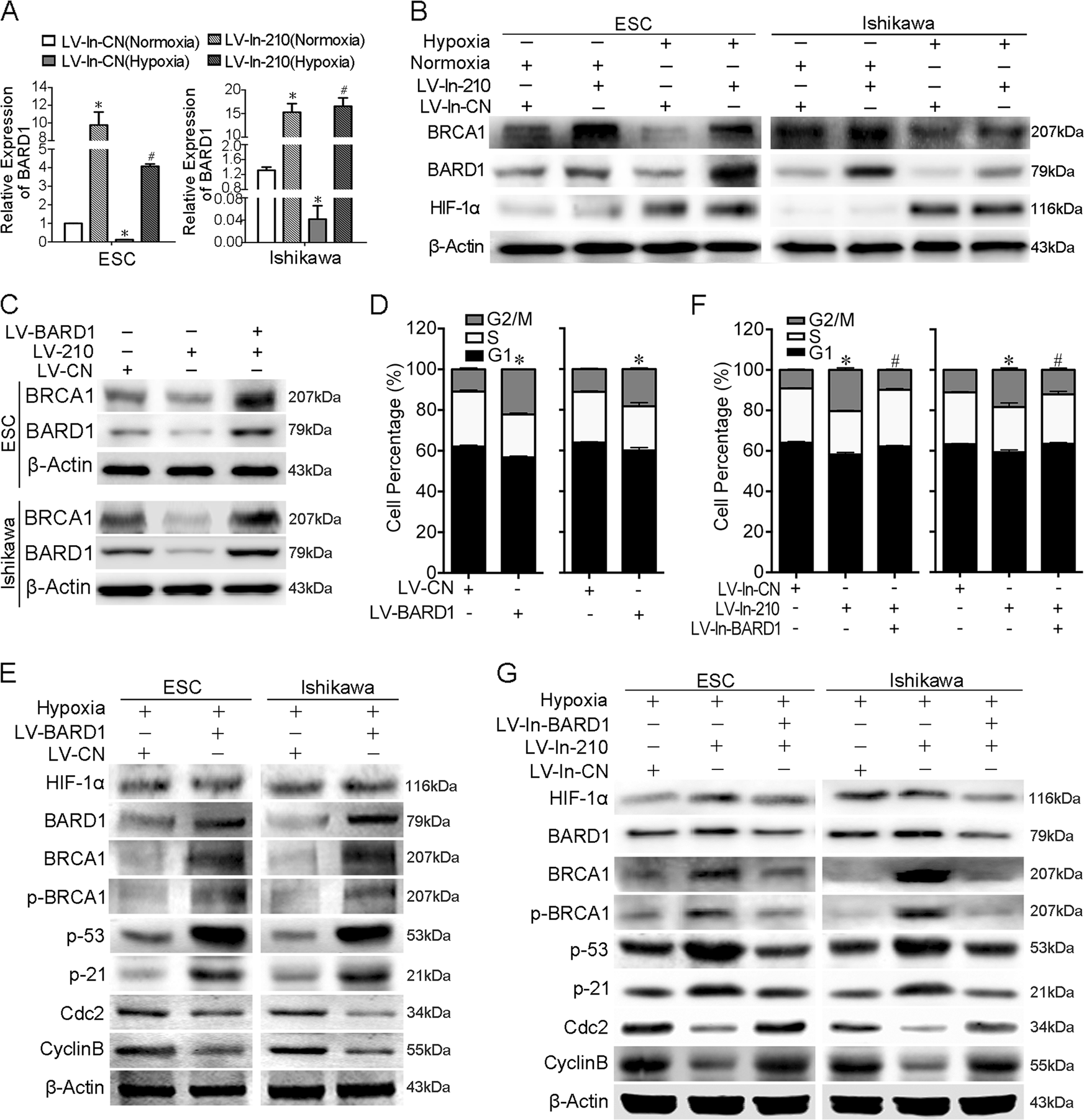 Fig. 4: Hypoxia-induced miR-210-3p inhibits BARD1/BRCA1 signalling to avoid cell cycle arrest in hypoxia.