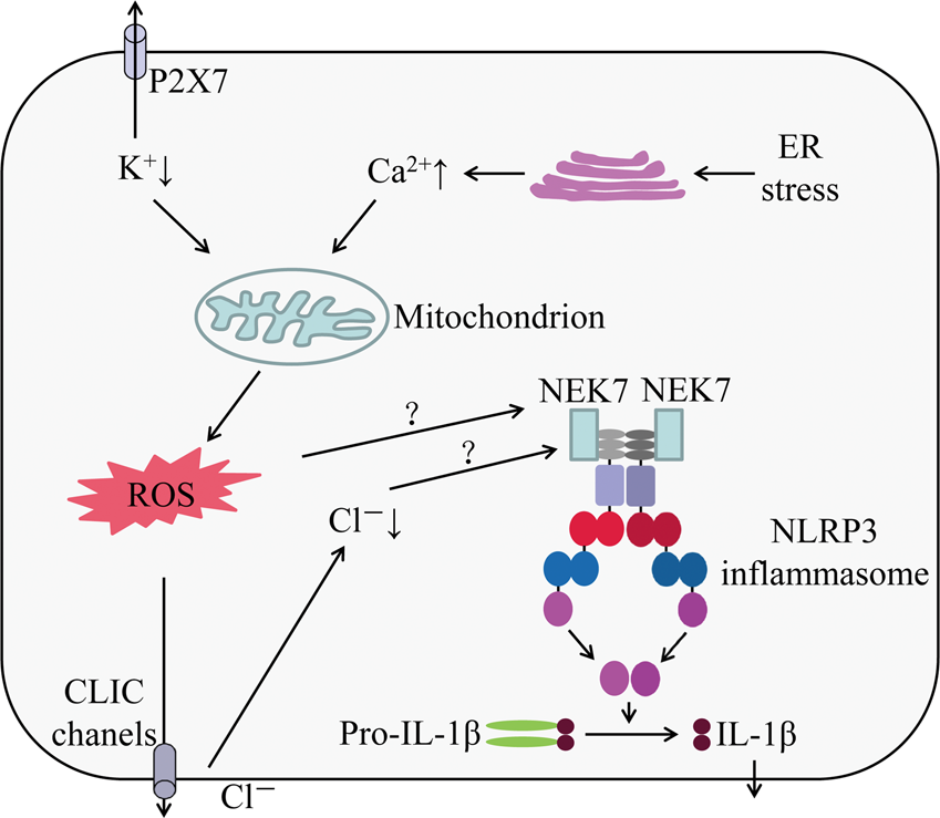 Recent advances in the mechanisms of NLRP3 inflammasome activation and its  inhibitors | Cell Death & Disease