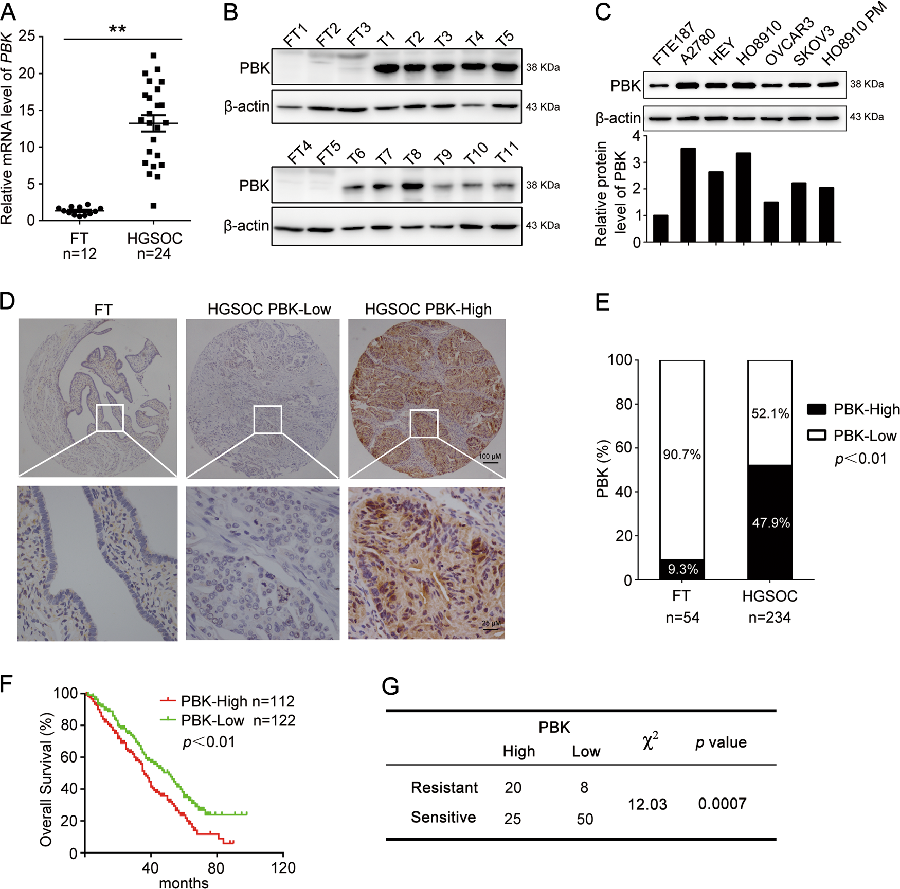 Fig. 1: PBK is correlated with poor prognosis and cisplatin resistance in HGSOC.
