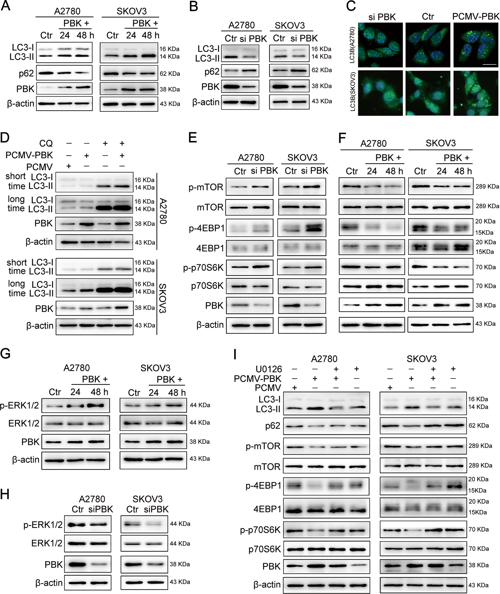Fig. 4: PBK promotion of autophagy through ERK/mTOR signal pathway.