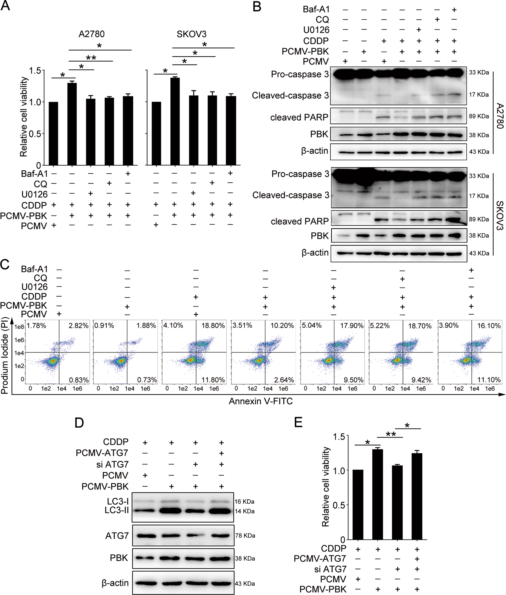 Fig. 5: PBK confers cisplatin resistance through autophagy and ERK/mTOR axis.