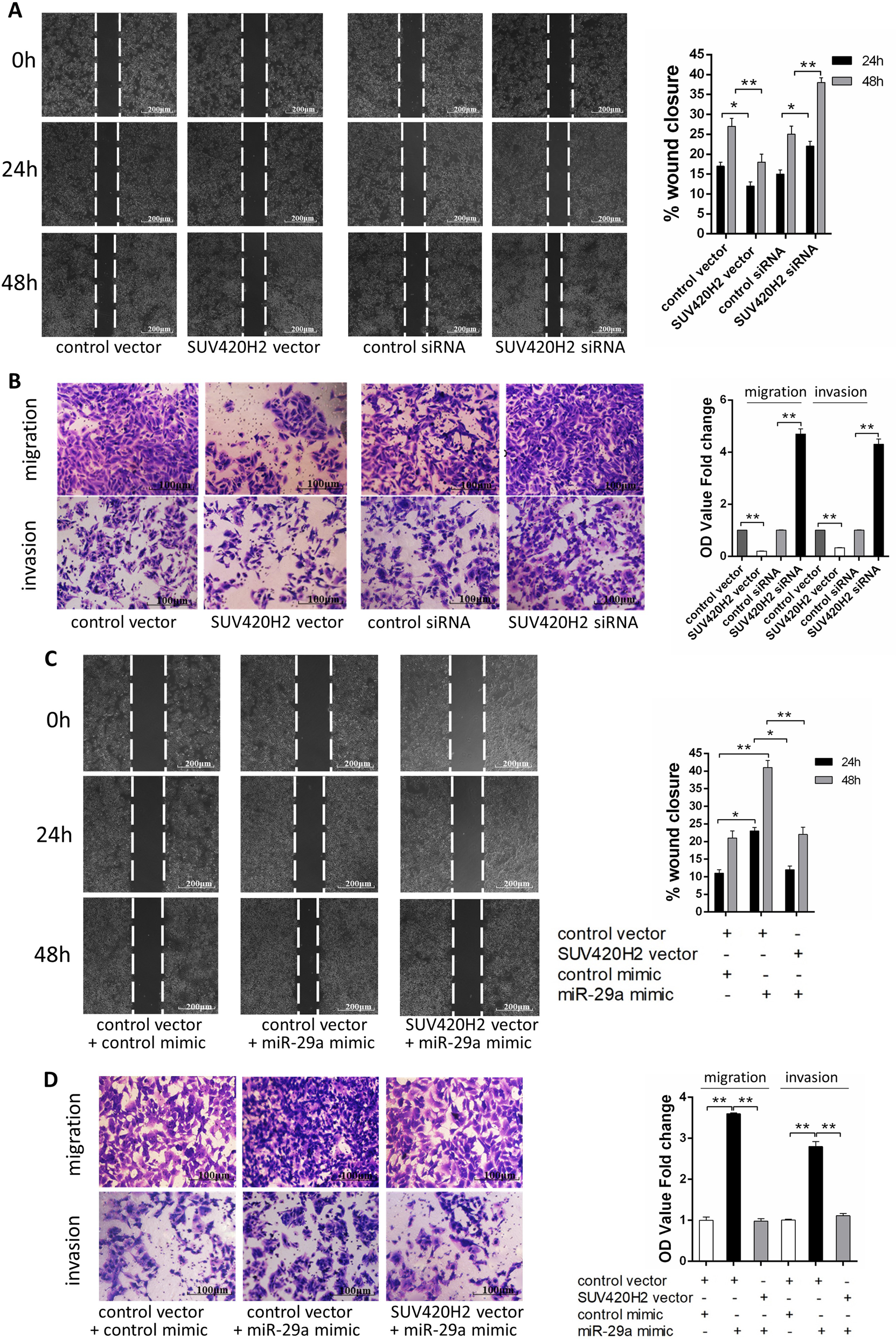 Fig. 4: miR-29a promotes breast cancer cells migration and invasion via targeting SUV420H2.