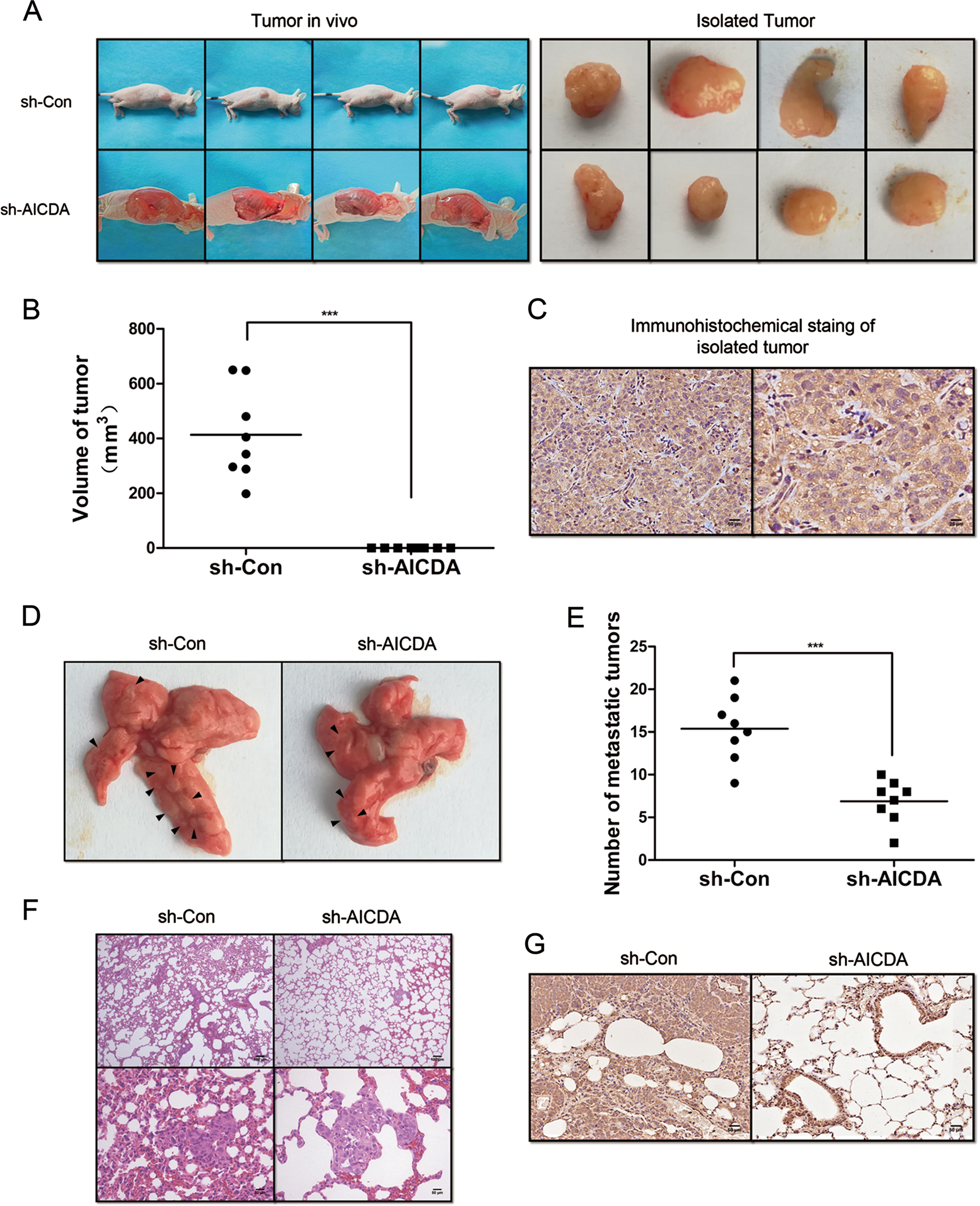 Fig. 3: Effects of decreased AID on tumourigenesis and metastasis of T24 cells in vivo.