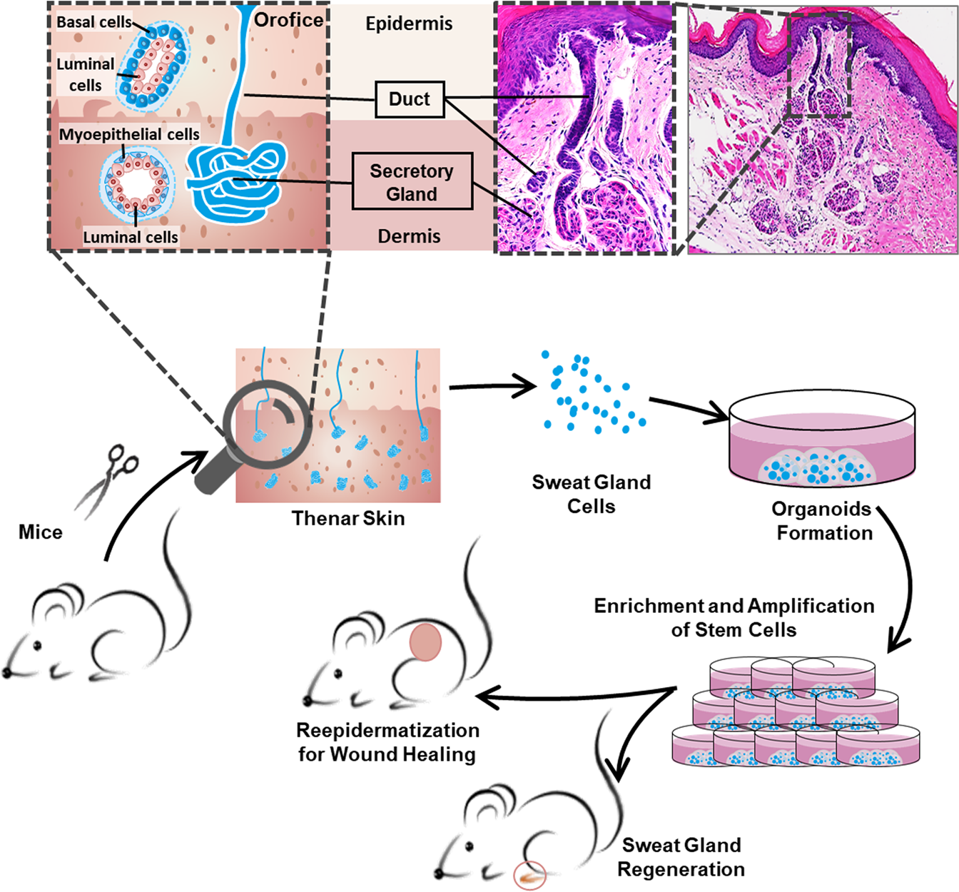 Sweat gland organoids contribute to cutaneous wound healing and sweat gland  regeneration | Cell Death & Disease