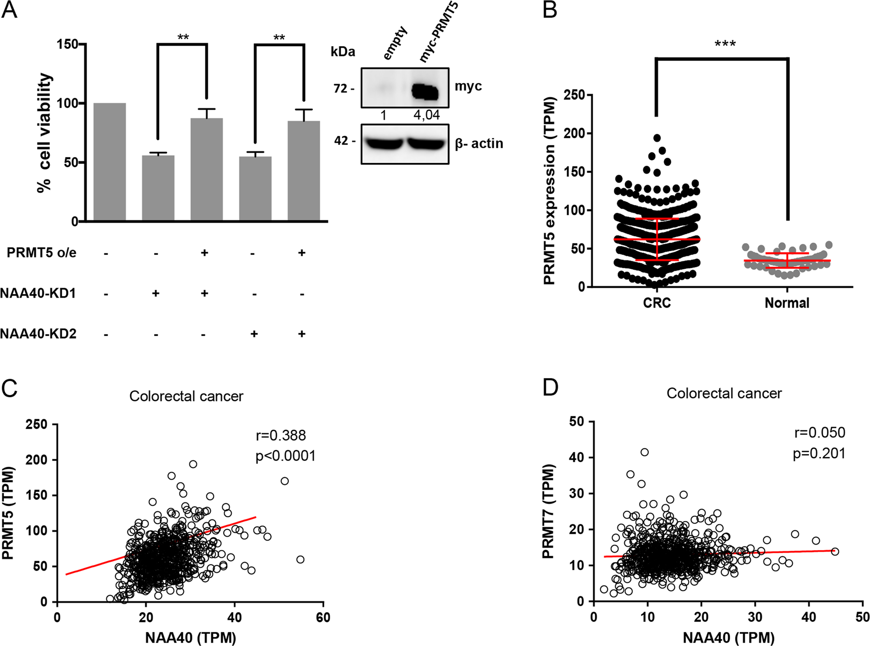 Fig. 6: PRMT5 contributes to NAA40-dependent CRC cell growth.