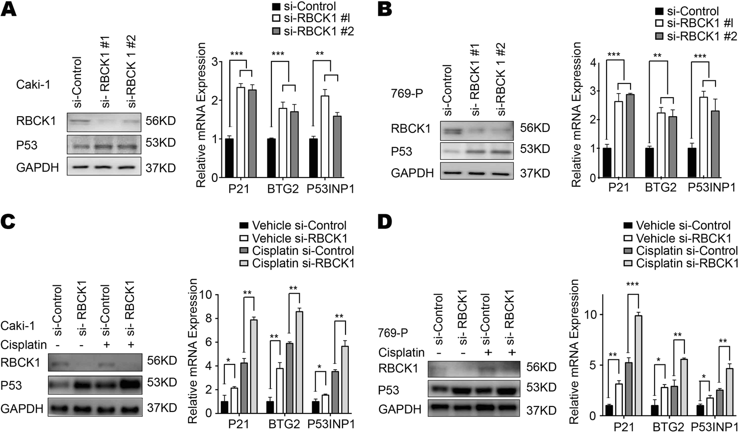 Fig. 5: RBCK1 controls p53 protein levels and expression of p53 target genes.