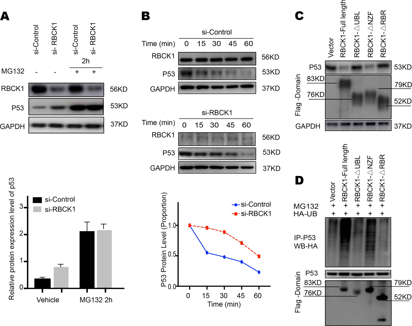 Fig. 8: RBCK1 associates with p53 and decreases p53 stability.