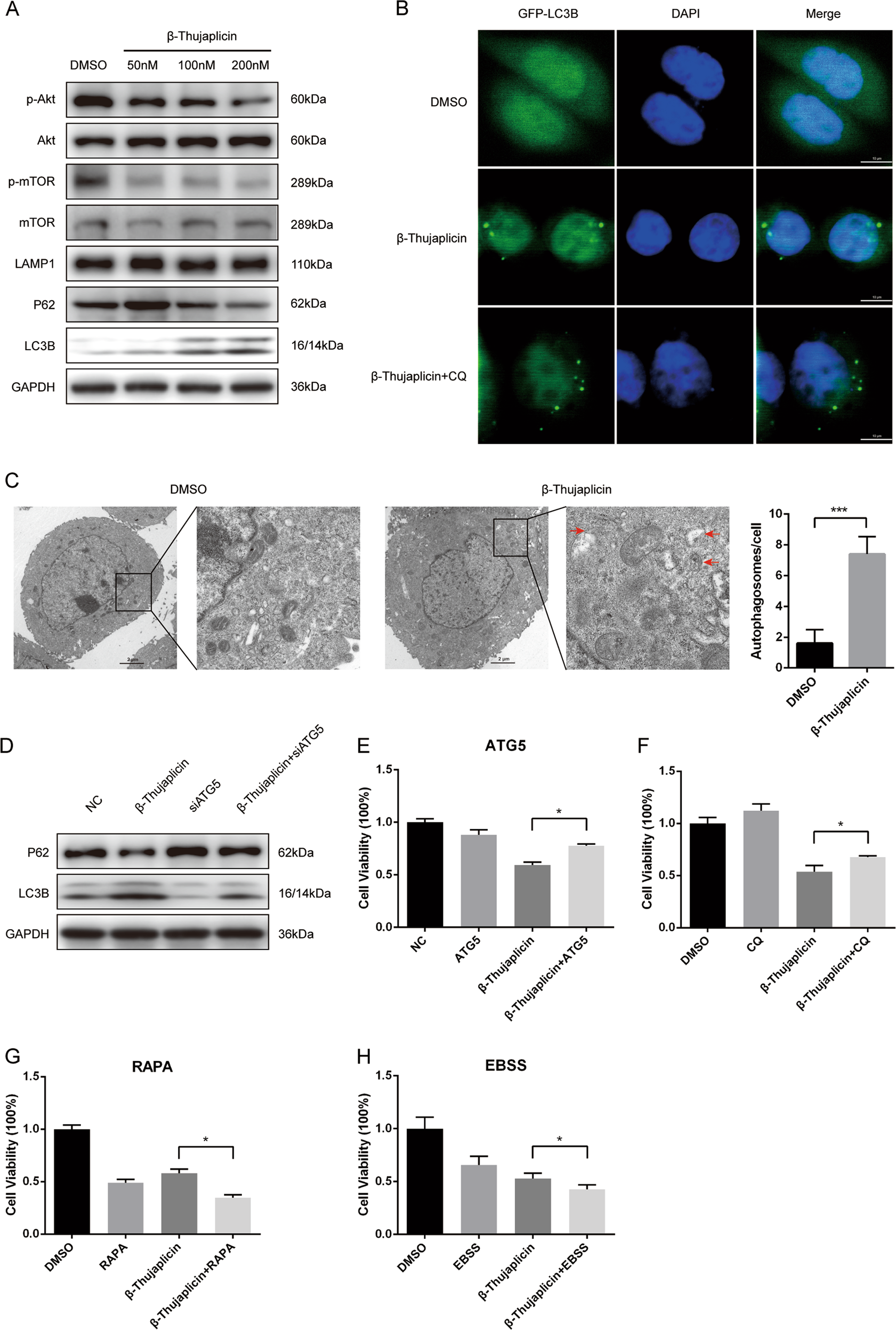 Fig. 2: β-Thujaplicin induces autophagic cell death in HepG2 cells.