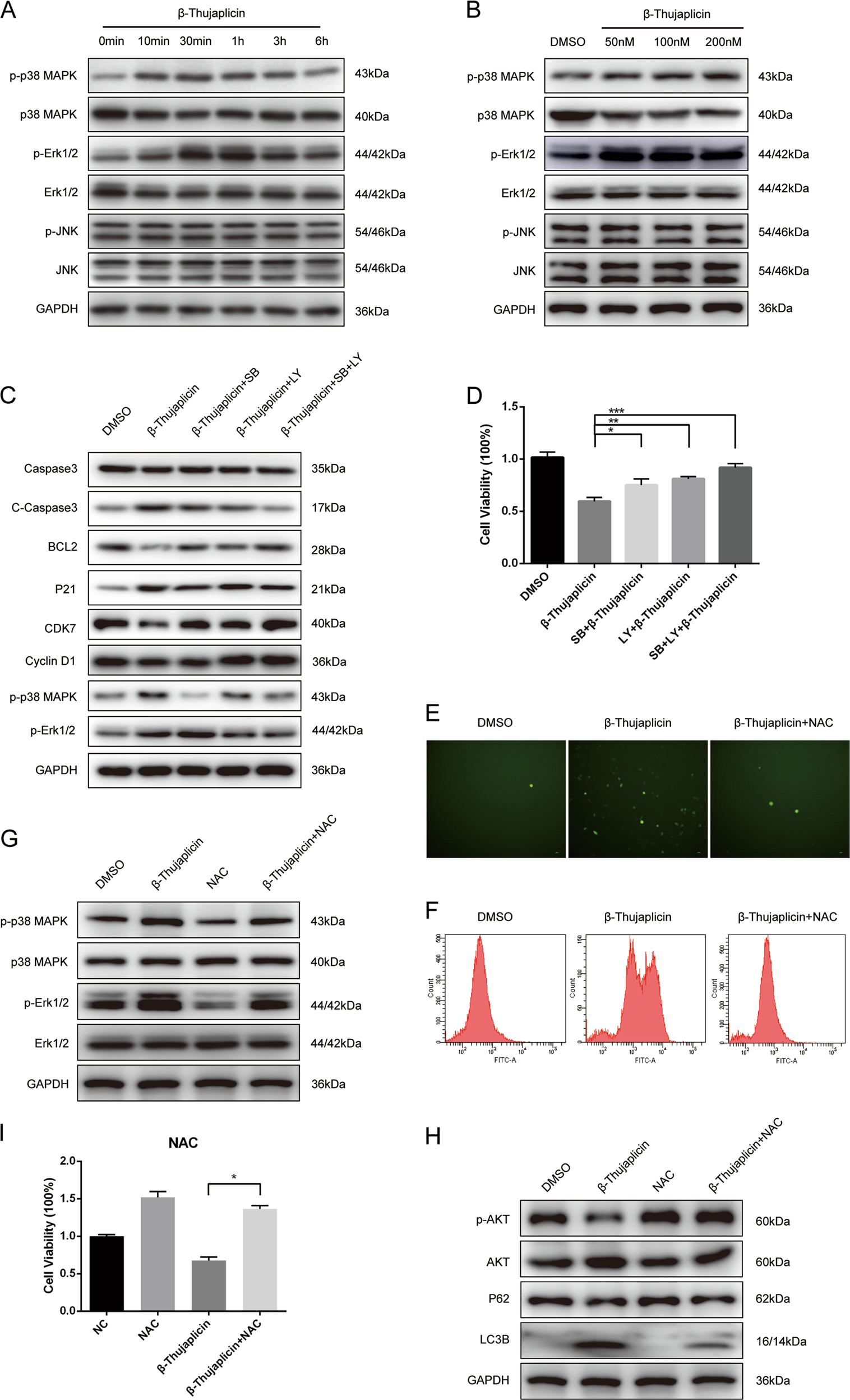 Fig. 4: Reactive oxygen species (ROS) accumulation-mediated Akt and p38/ERK MAPK signaling pathway is involved in β-Thujaplicin-induced cancer cell death.