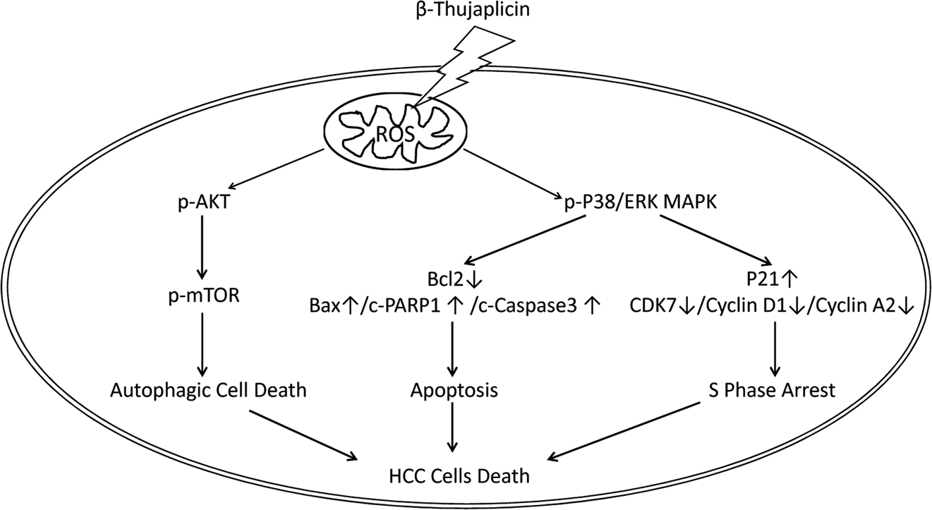 Fig. 6: The schematic model of β-Thujaplicin induces autophagic cell death, apoptosis, and cell cycle arrest in hepatocellular carcinoma (HCC) cells.