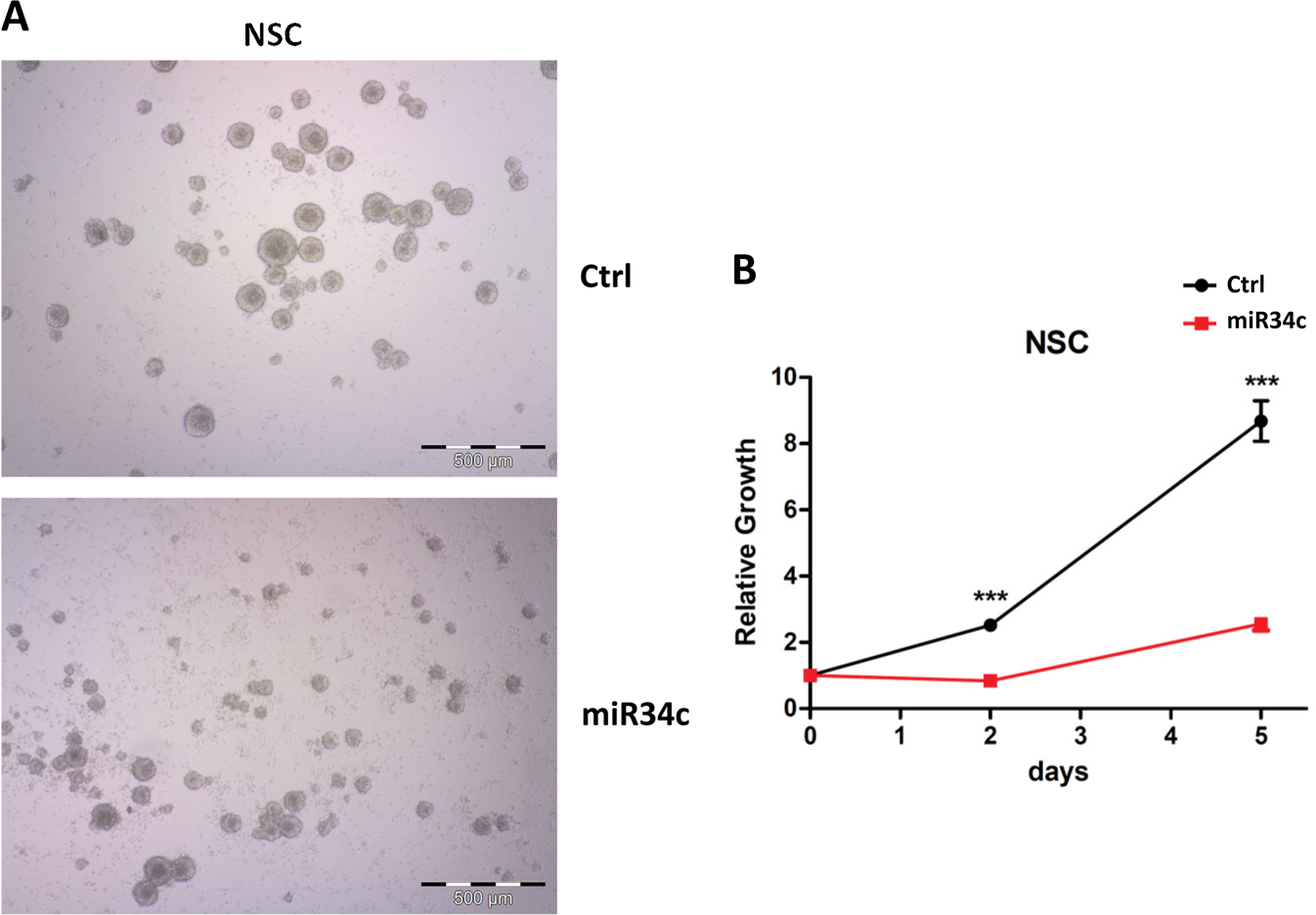 Fig. 6: Effect of miR-34c overexpression in NSCs.