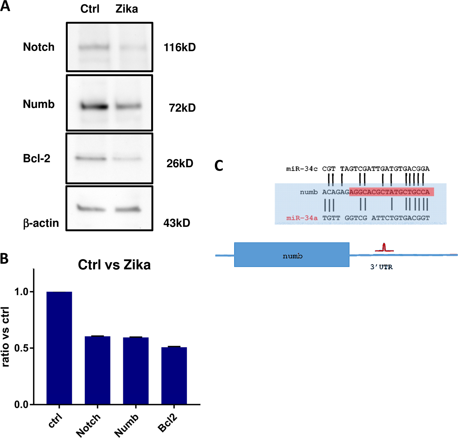 Fig. 7: Analysis of protein expression after Zika infection.