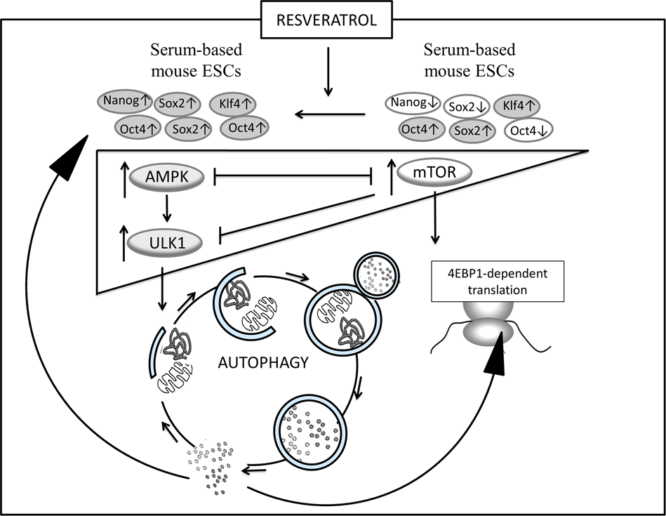 mtor autophagy glutathione mTOR/AMPK signaling in the brain: Cell metabolism, proteostasis and survival AMPK/Ulk1-dependent autophagy as a key