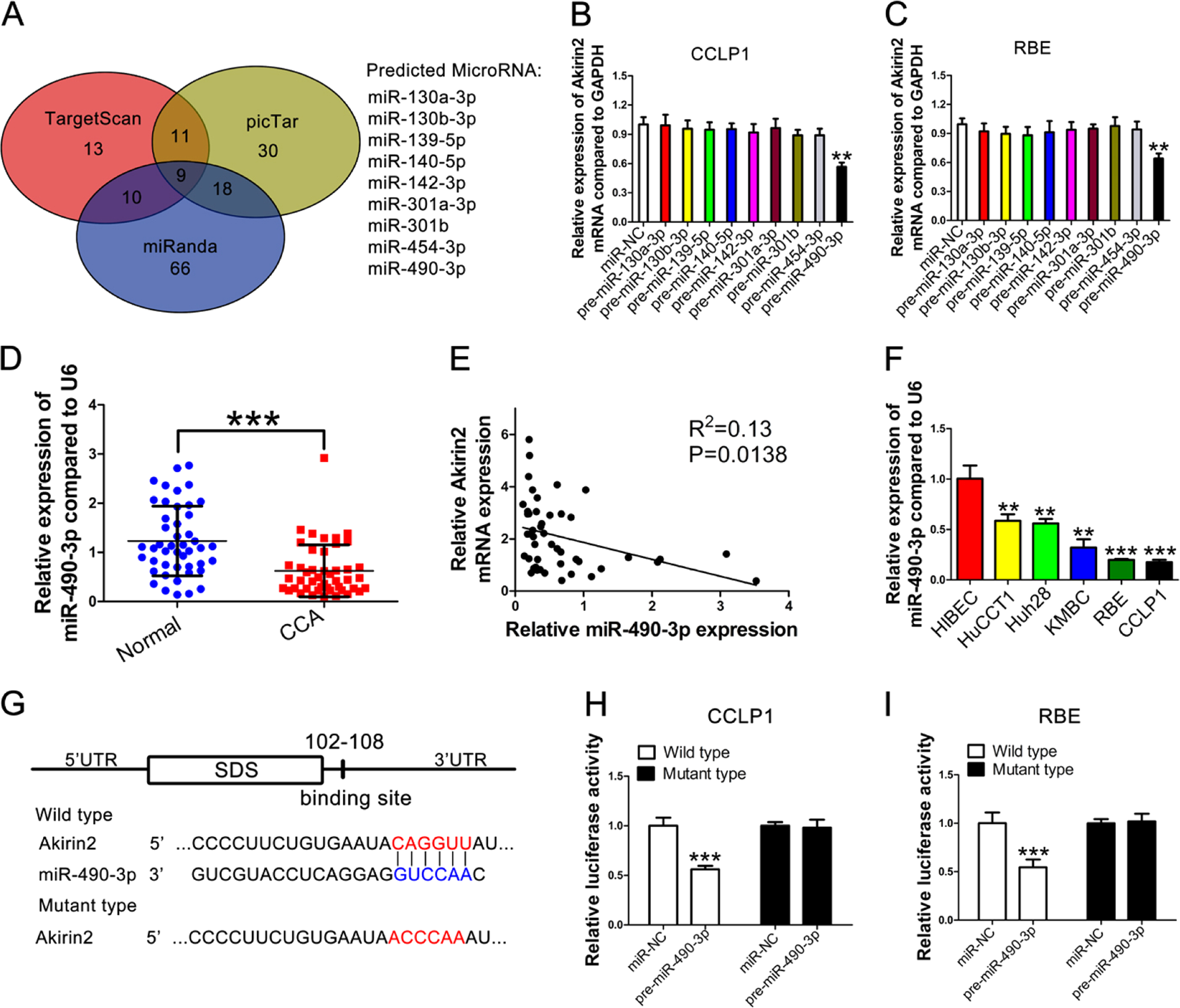 Fig. 6: Akirin2 expression is negatively controlled by miR-490-3p in human cholangiocarcinoma (CCA).