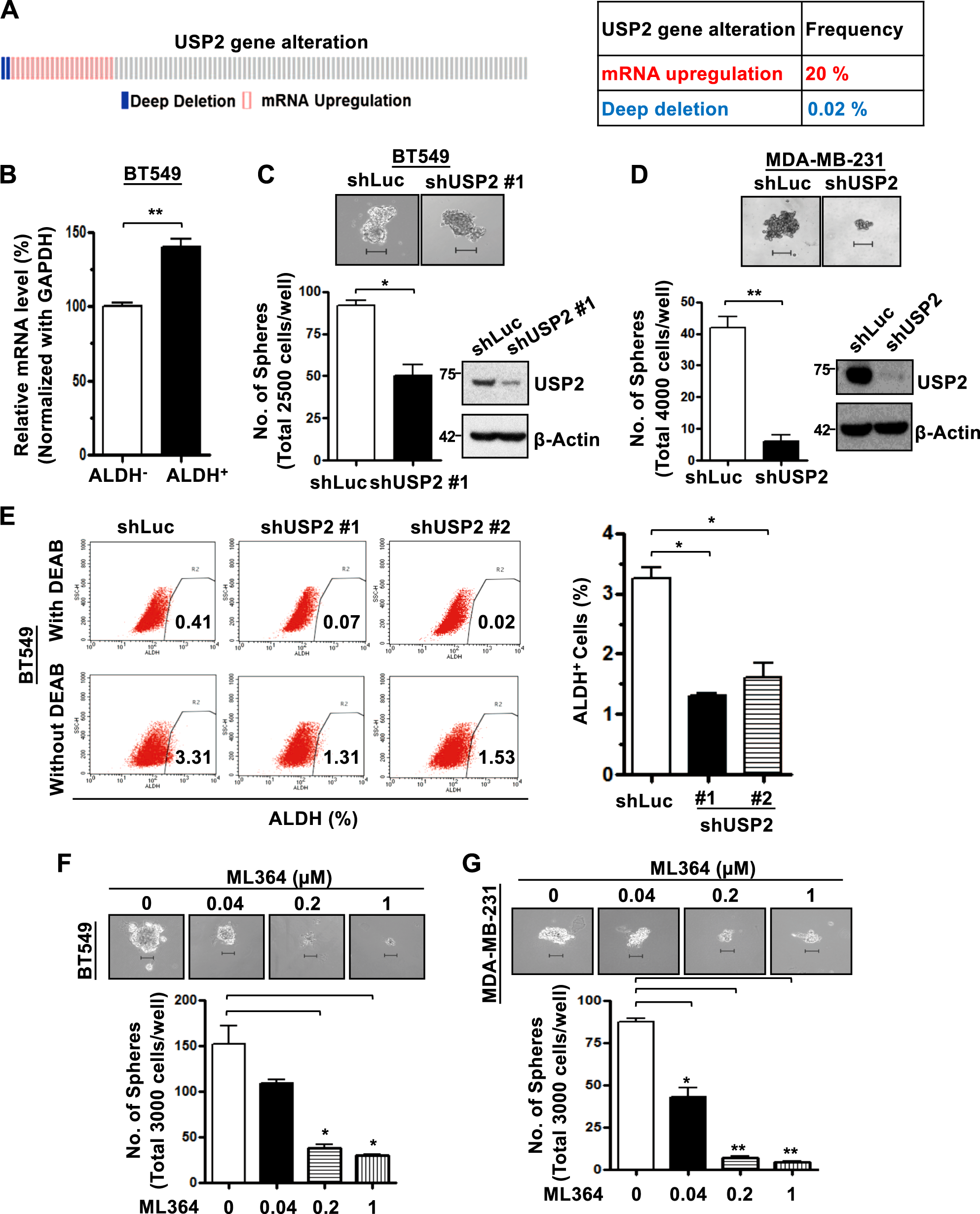 Fig. 1: USP2 is upregulated and is essential for CSC self-renewal and expansion in TNBC.