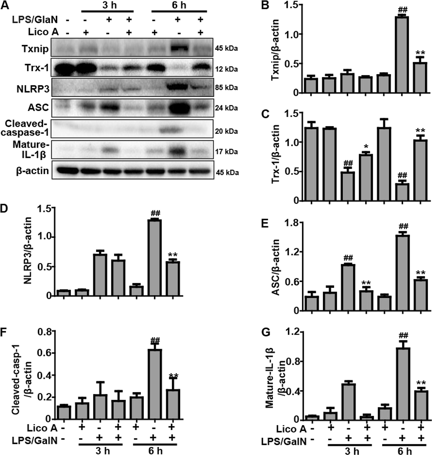 Fig. 5: Effects of Lico A-treated on LPS/GalN-induced Txnip-NLRP3 inflammasome signaling pathway in ALI mice.