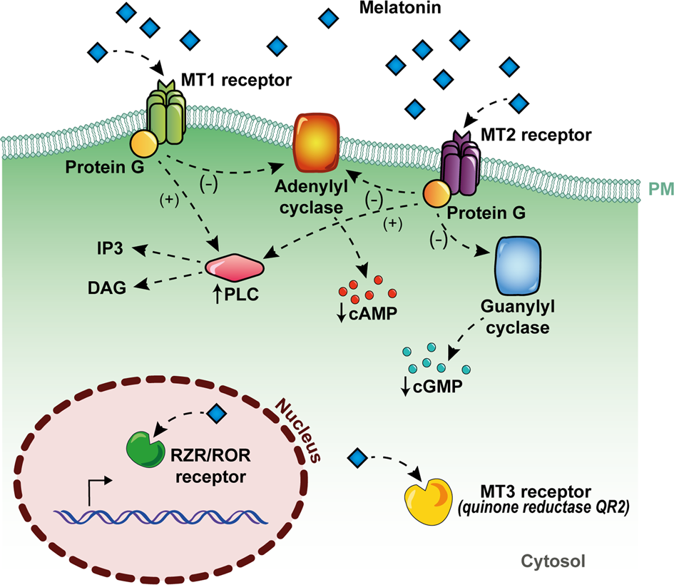 Melatonin as a master regulator of cell death and inflammation: molecular  mechanisms and clinical implications for newborn care | Cell Death & Disease