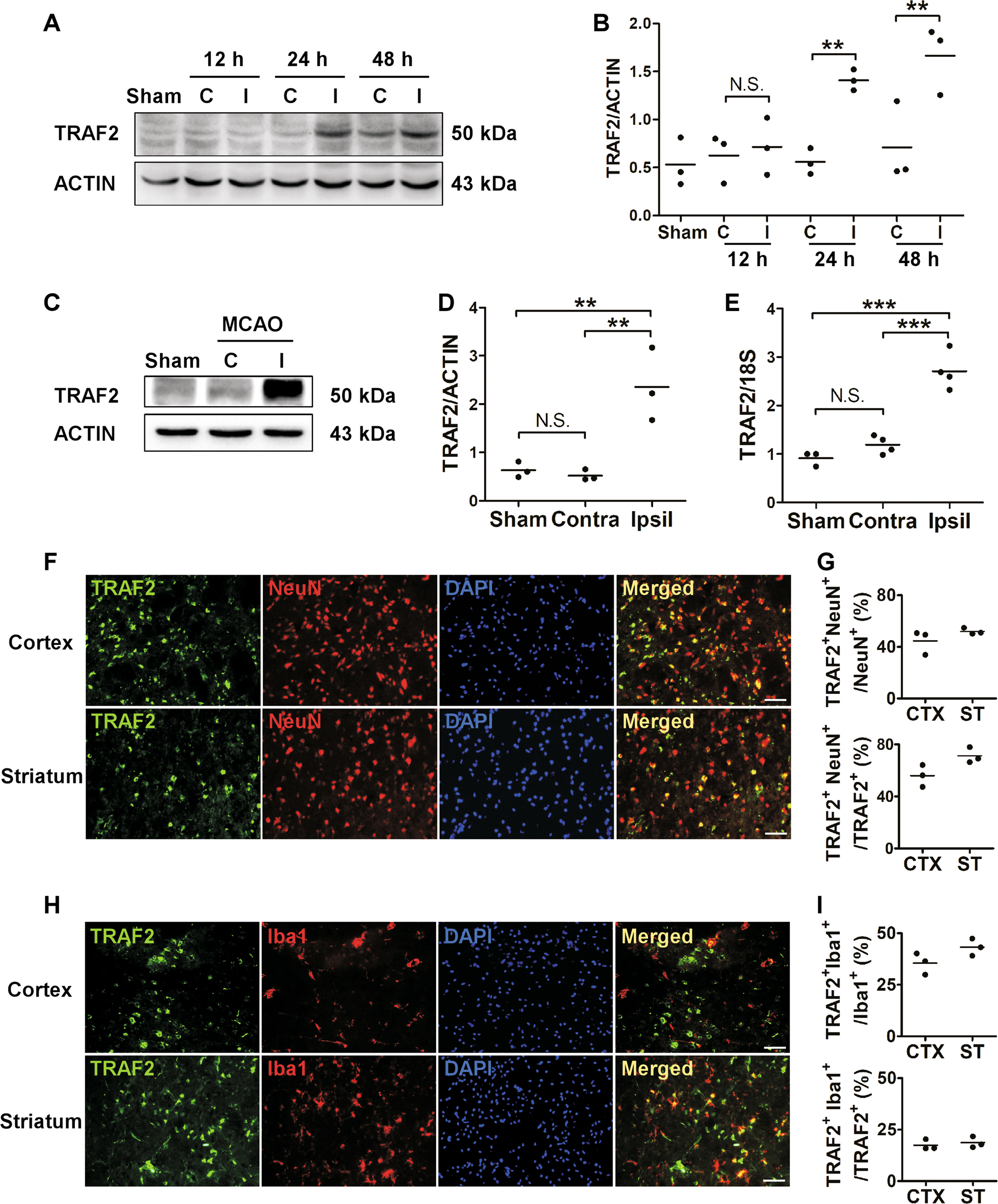 Fig. 1: TRAF2 expression was induced in neuron and microglia at 24 h following reperfusion in a mouse MCAO model.
