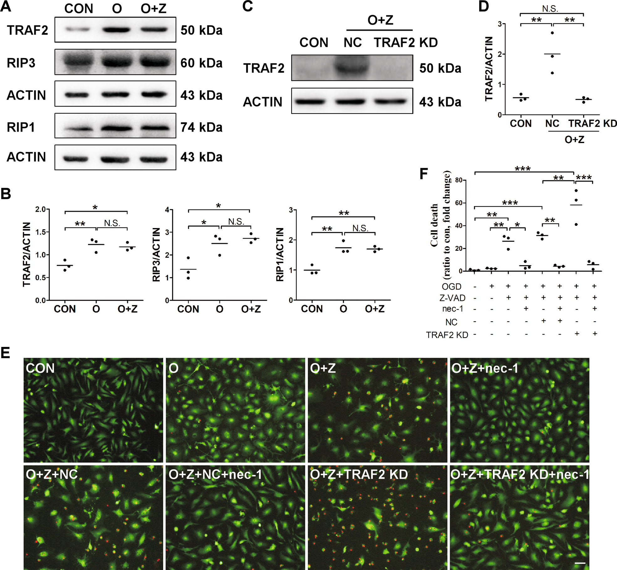 Fig. 3: TRAF2 expression was increased in primary microglia treated with OGD neuron CM and Z-VAD, and TRAF2 knockdown augmented ischemic condition-induced microglial necroptosis.