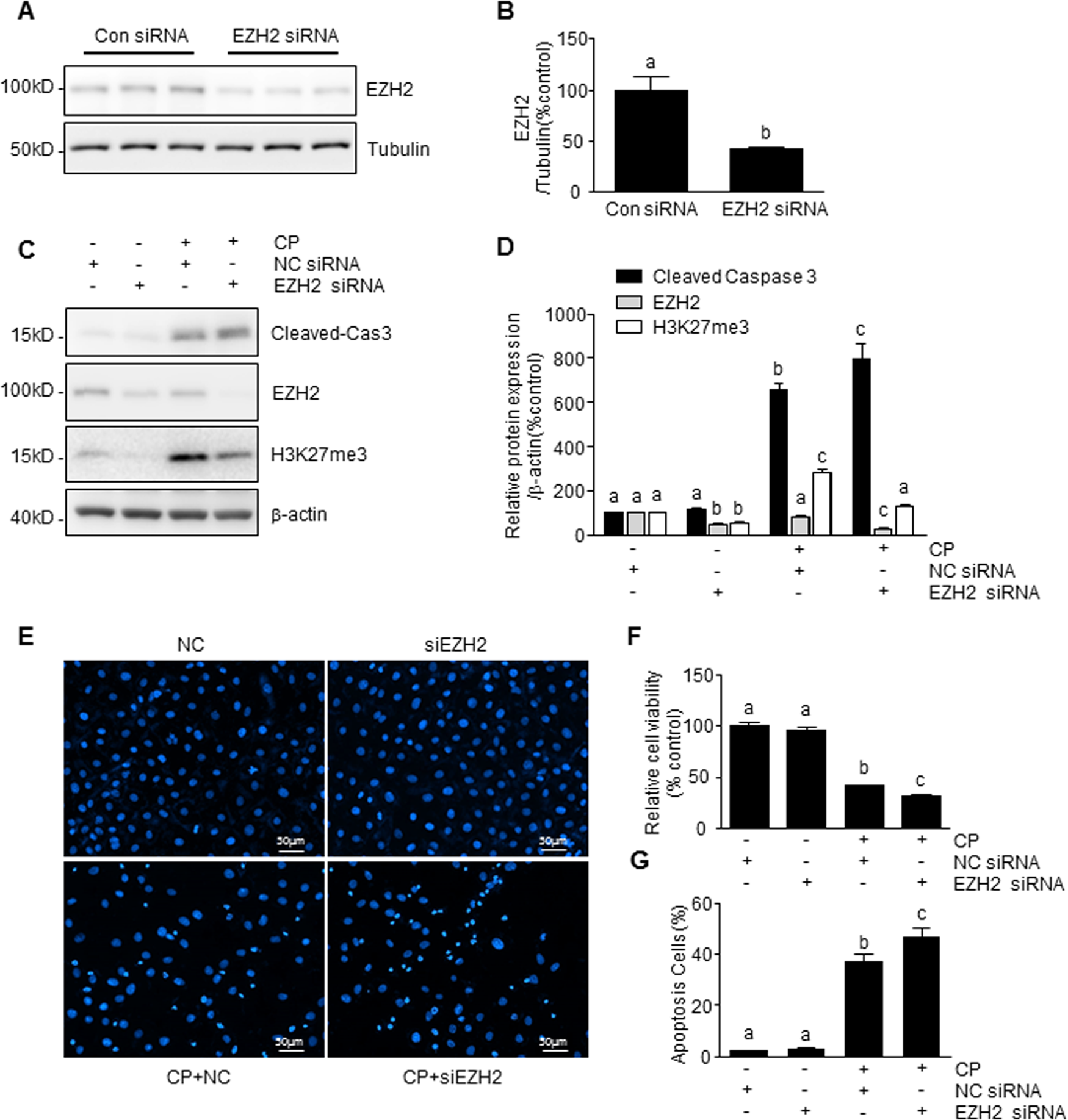 Fig. 4: Knockdown of EZH2 enhanced CP-induced mTEC apoptosis.