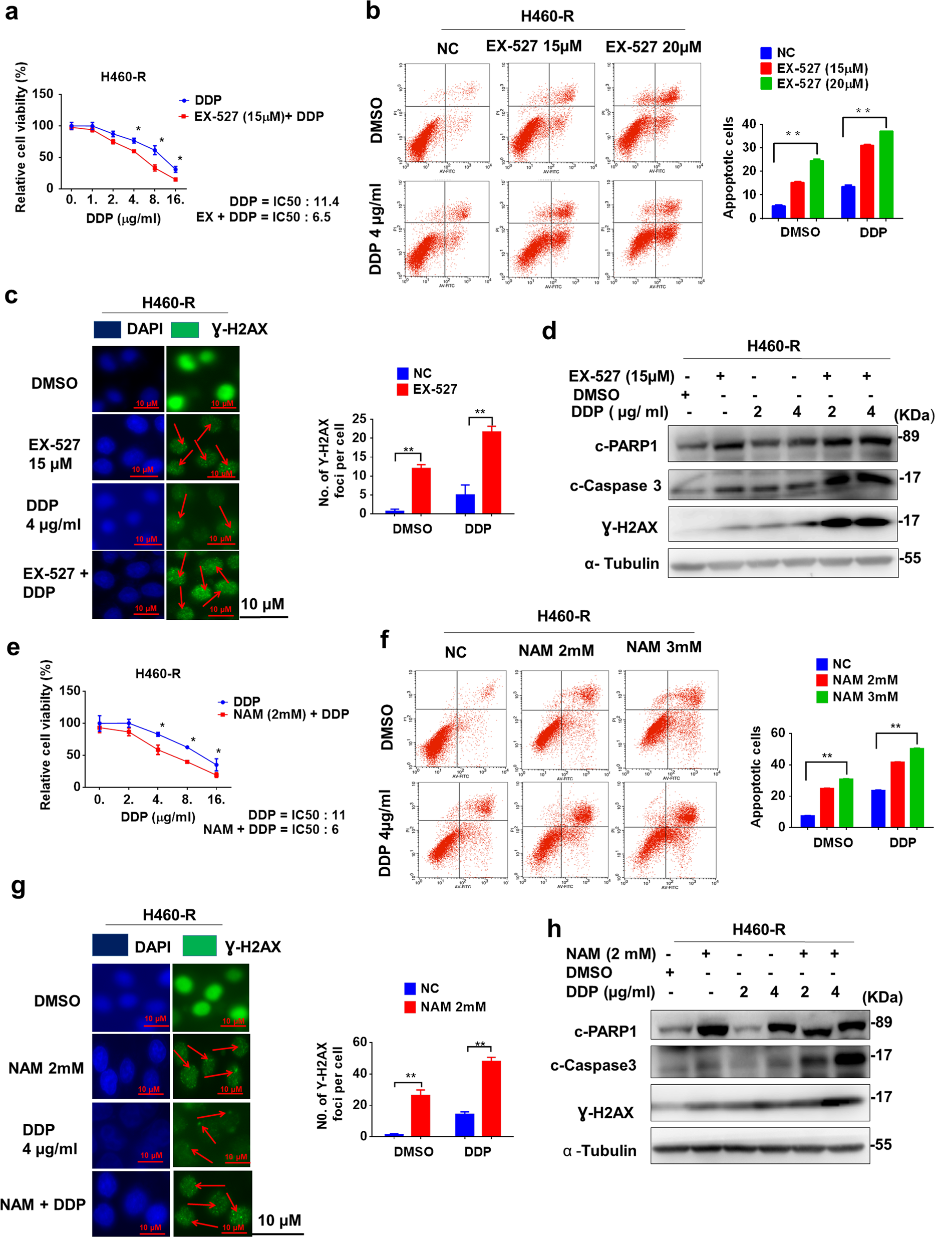 Fig. 3: Chemical inhibitors of SIRT1 impair chemoresistance.